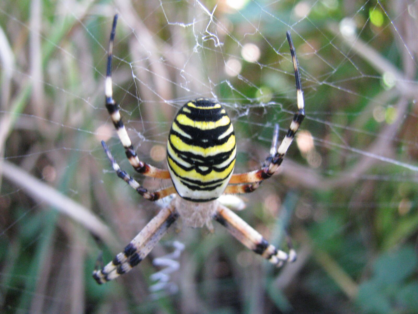 Canon POWERSHOT SX100 IS sample photo. Spider, wasp, nature photography