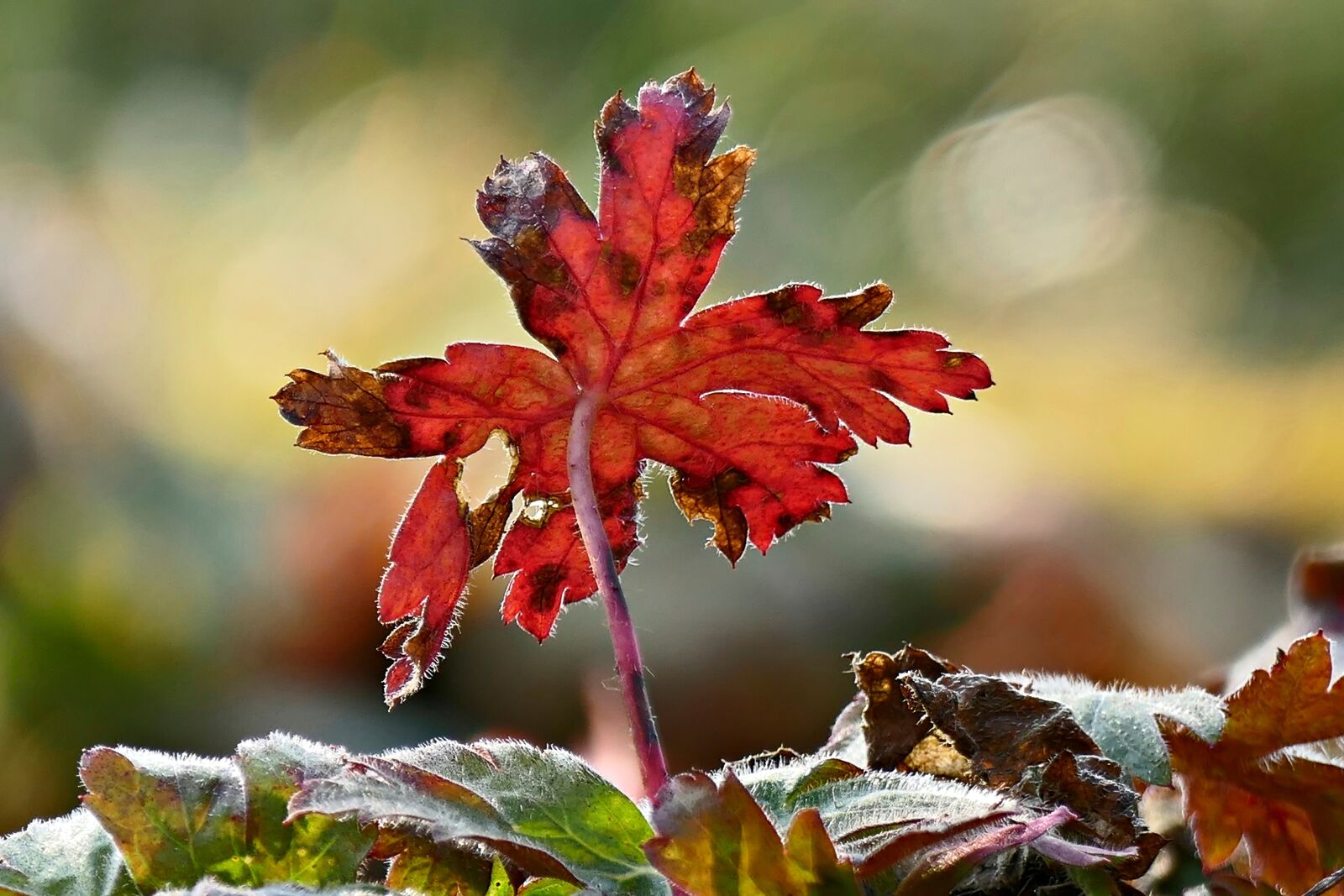 Panasonic Lumix DMC-FZ1000 sample photo. Leaf, autumn, nature photography