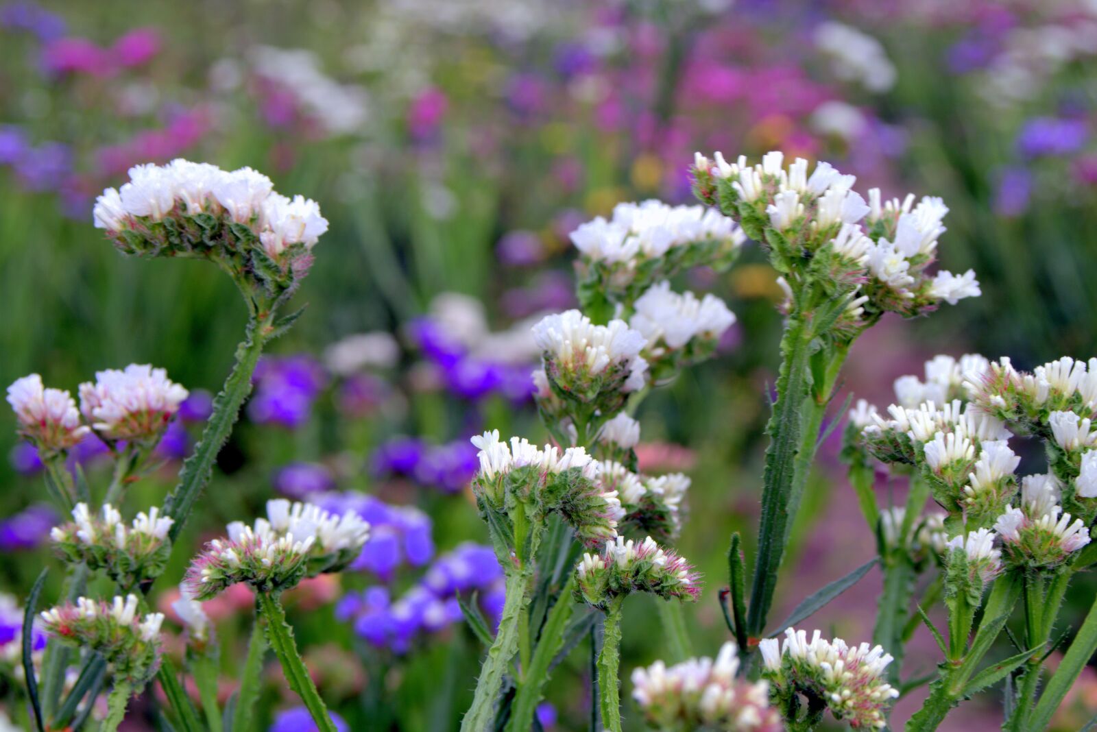 Pentax K-S2 sample photo. Sea lavender, limonium, flowers photography