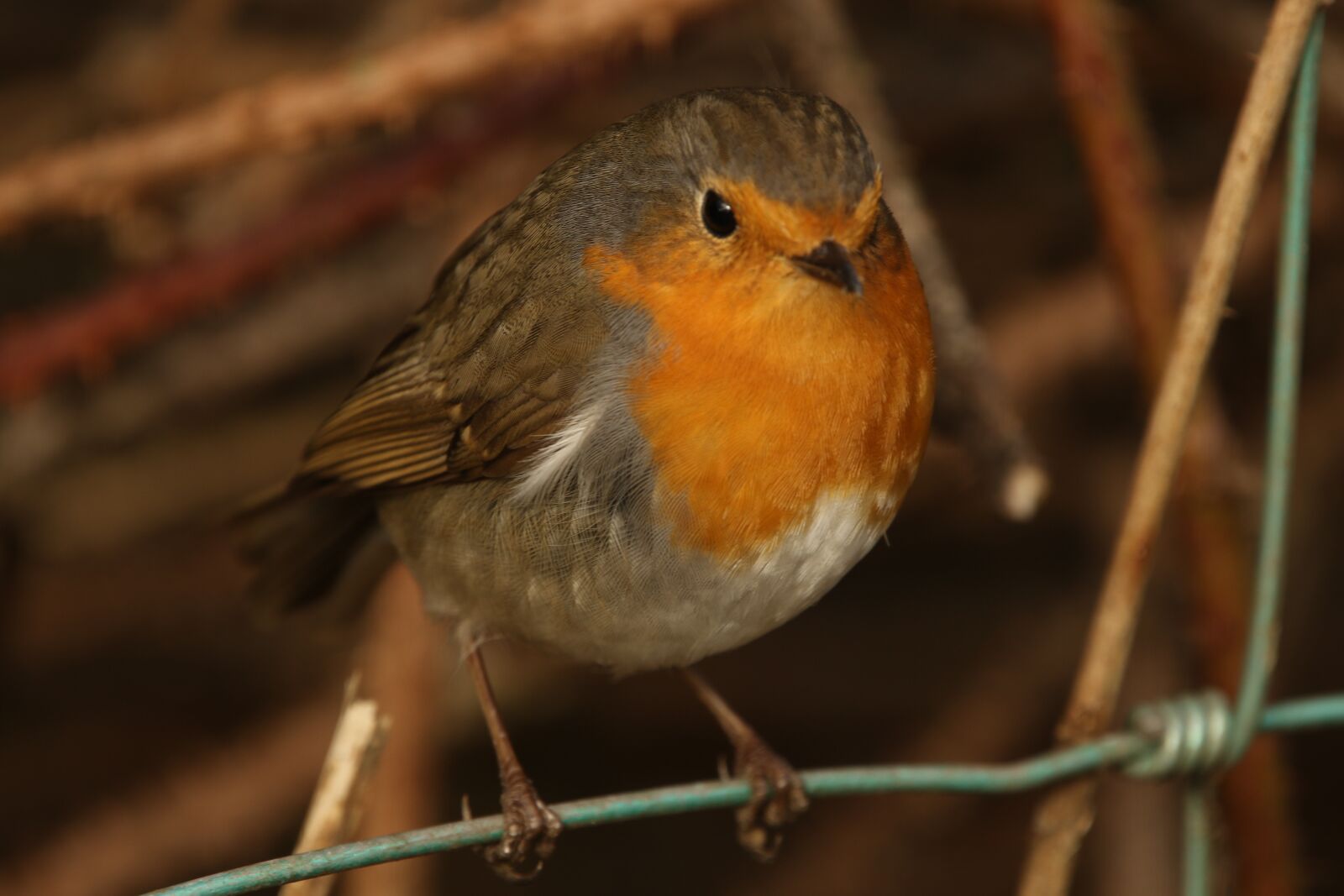 150-600mm F5-6.3 DG OS HSM | Contemporary 015 sample photo. Robin, songbird, nature photography