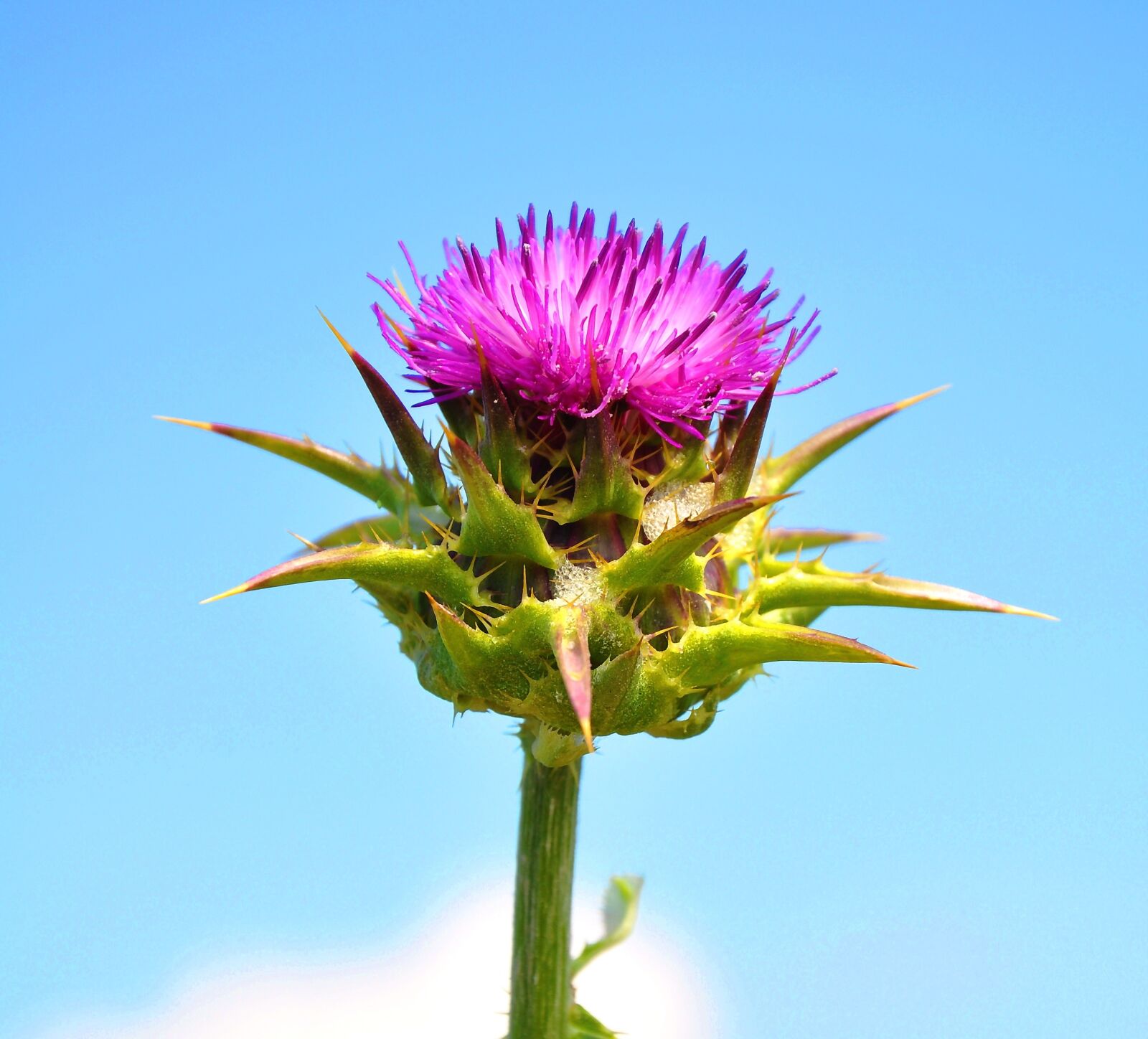 Nikon D90 sample photo. Spring, nature, stalk photography