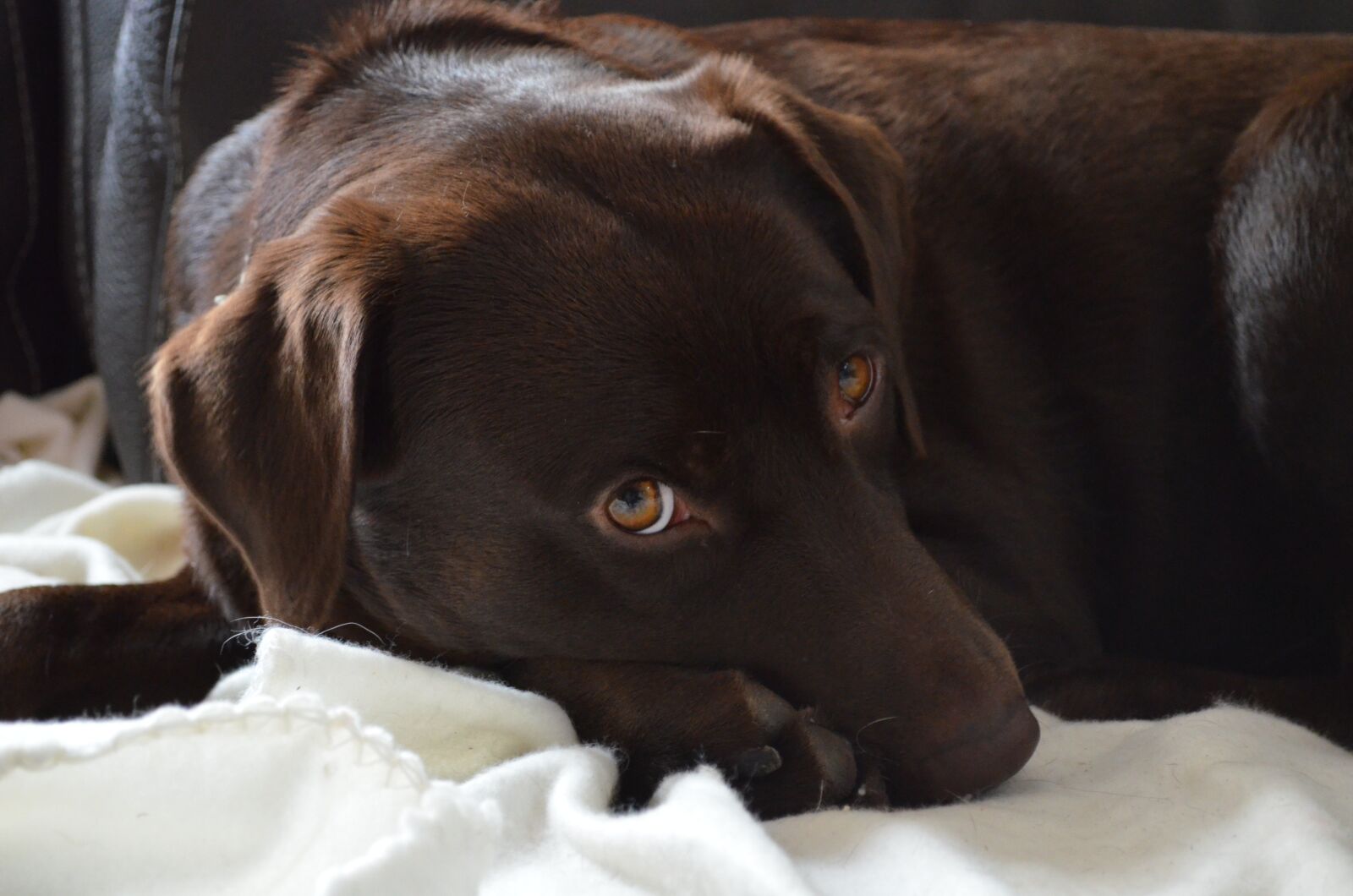 Nikon D5100 sample photo. Dog, labrador, animal photography
