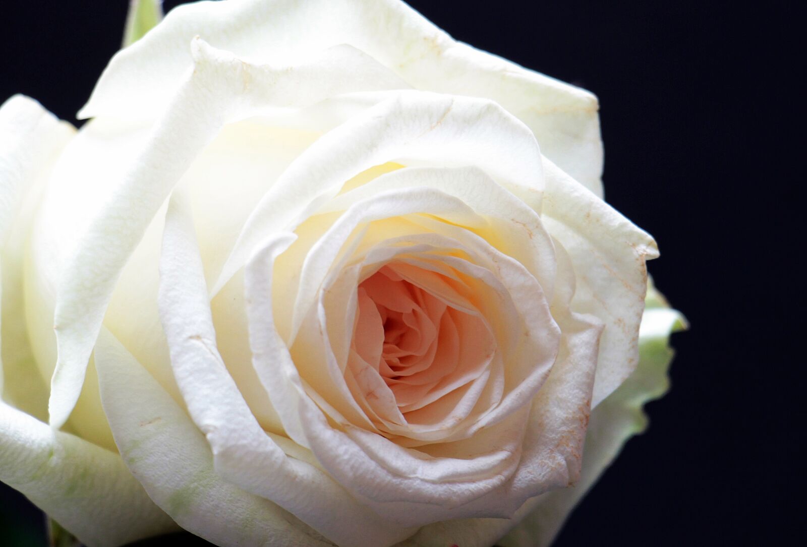Canon EOS 550D (EOS Rebel T2i / EOS Kiss X4) sample photo. Rose, rose bloom, flower photography