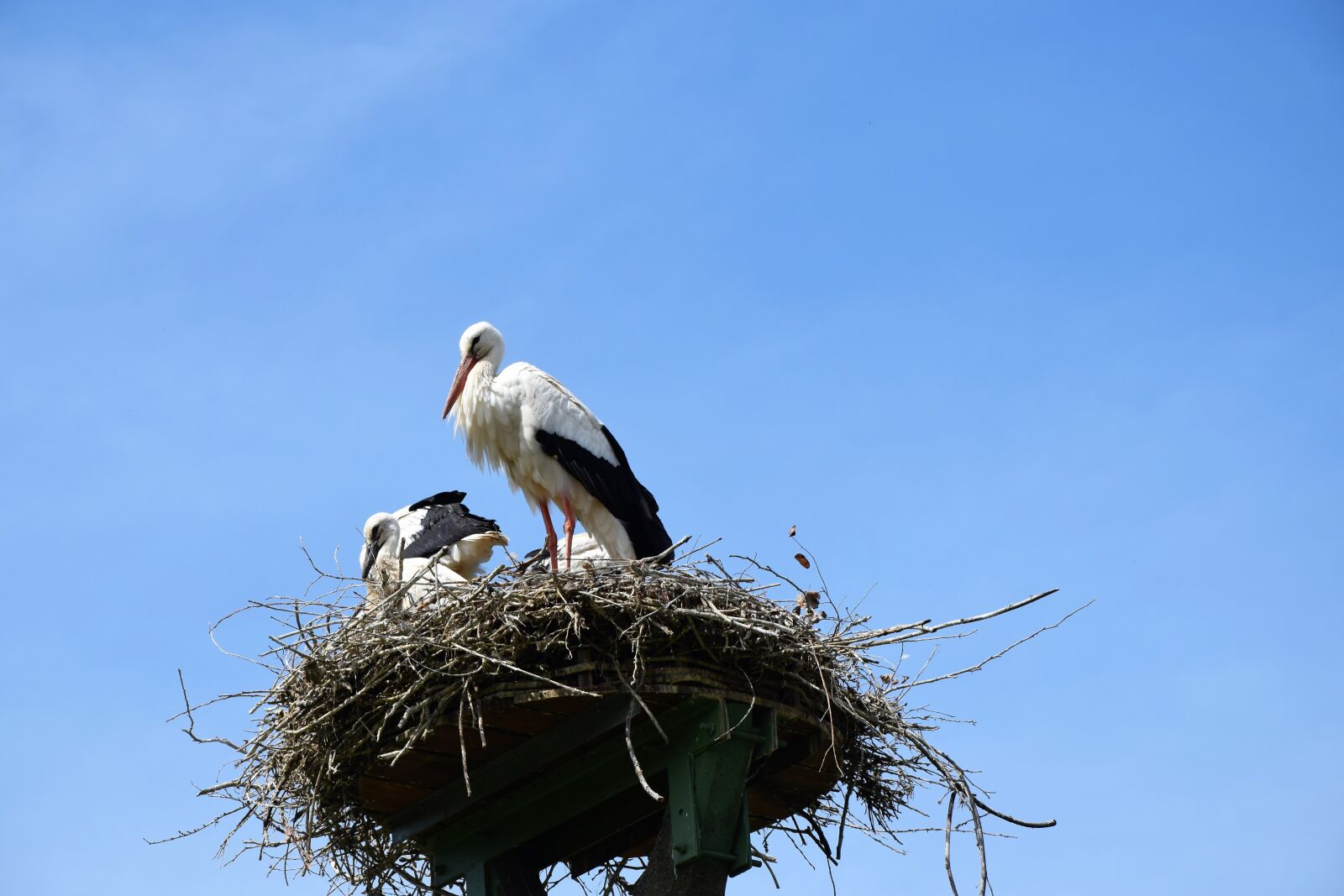 Nikon D5300 sample photo. Stork, nest, stork's nest photography