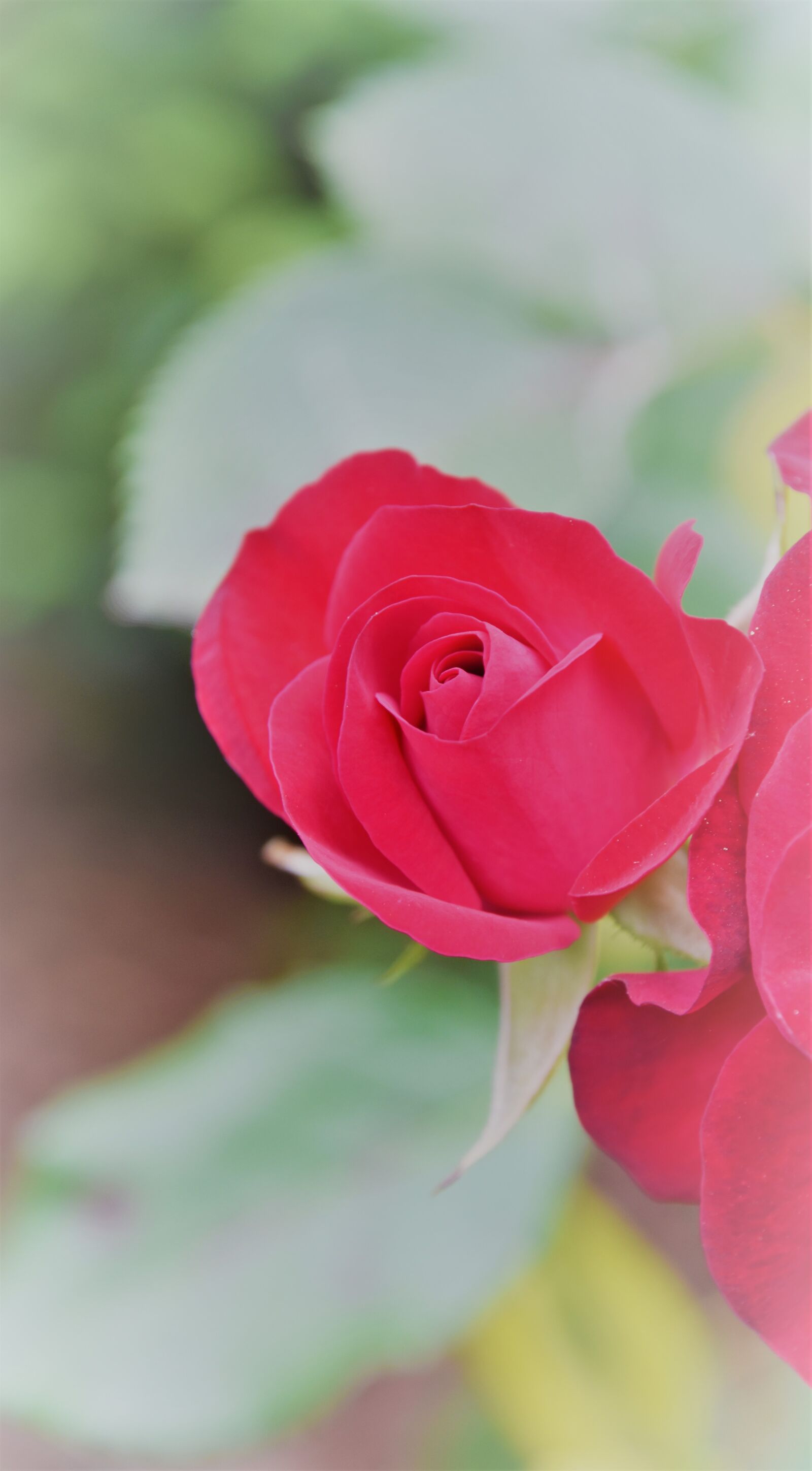 Nikon D5600 sample photo. Pink, red, rosebush photography