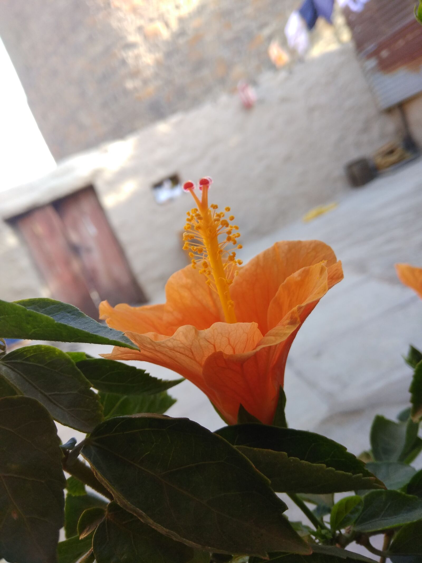 Xiaomi Redmi Note 4 sample photo. Beautiful, flowers, farm, home photography