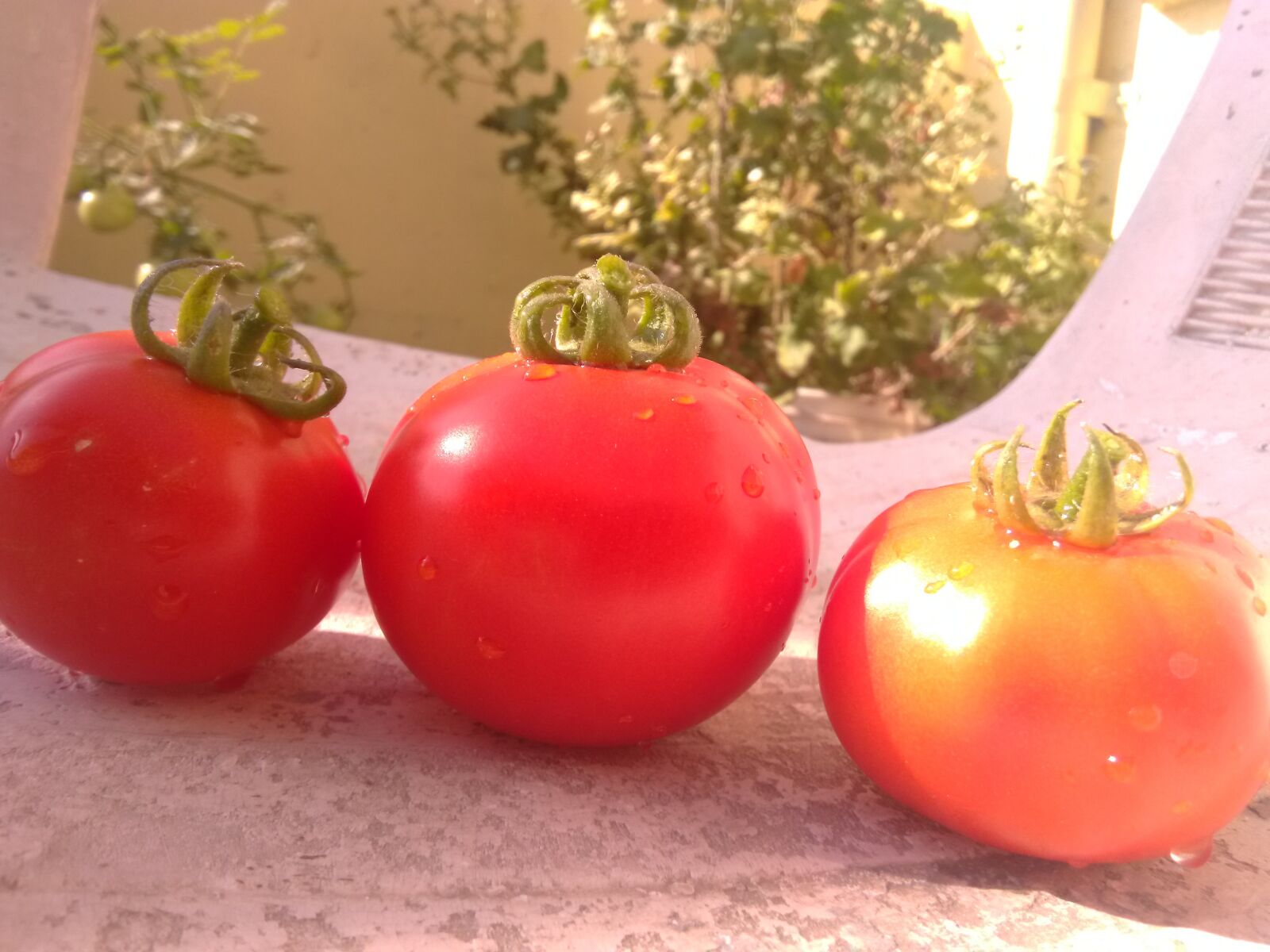 HMD Global Nokia 2 sample photo. Red tomatoes, fresh, vegetables photography