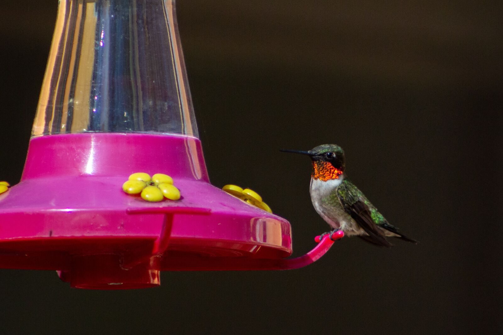 Canon EF75-300mm f/4-5.6 sample photo. Hummingbird, red, yellow photography