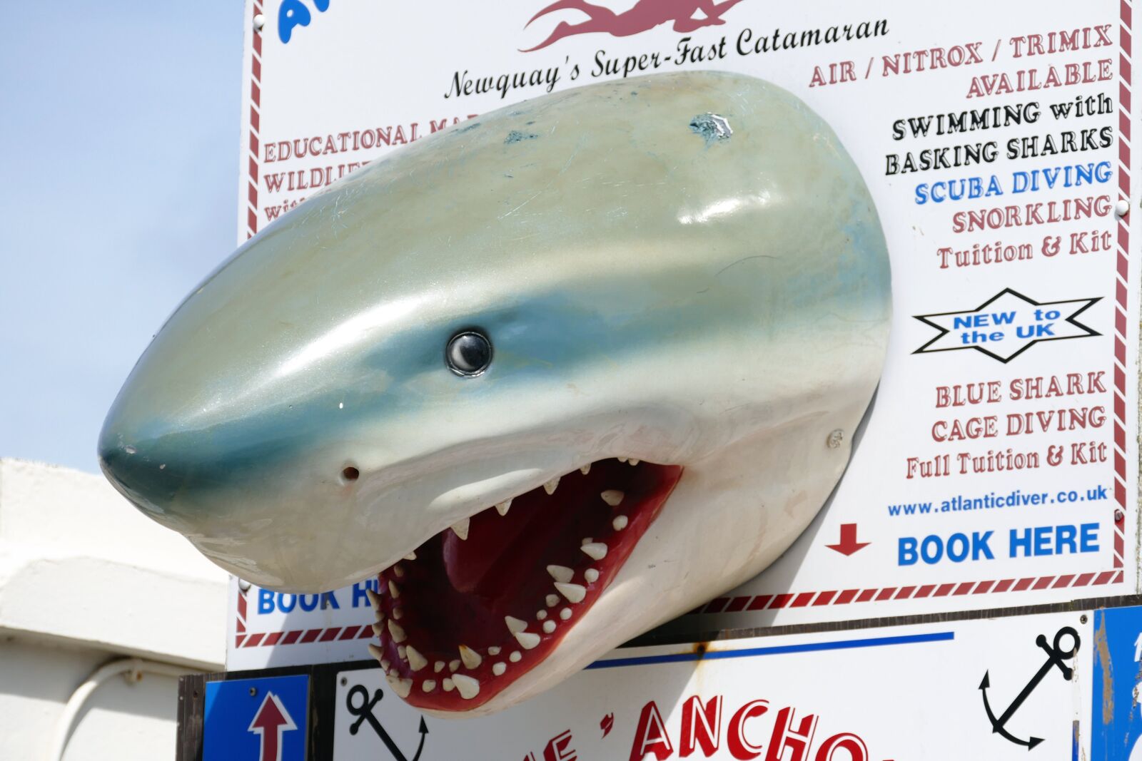 Panasonic Lumix DMC-FZ1000 sample photo. Shark, head, animal photography