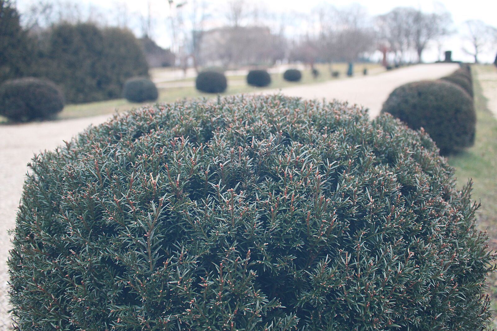 Canon EOS 100D (EOS Rebel SL1 / EOS Kiss X7) sample photo. Bush, park, plant photography
