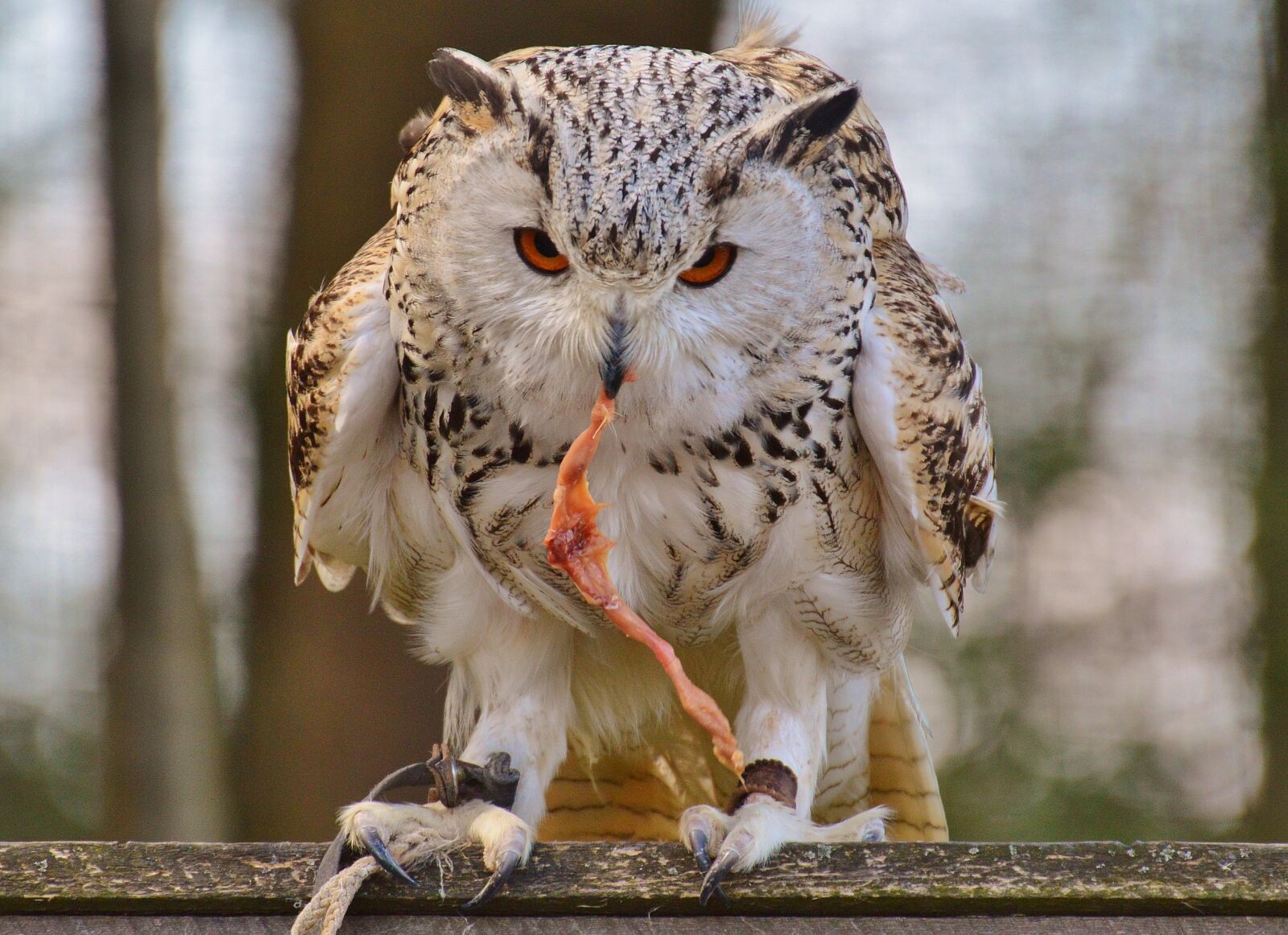 Nikon D3200 sample photo. Owl, wildpark poing, prey photography