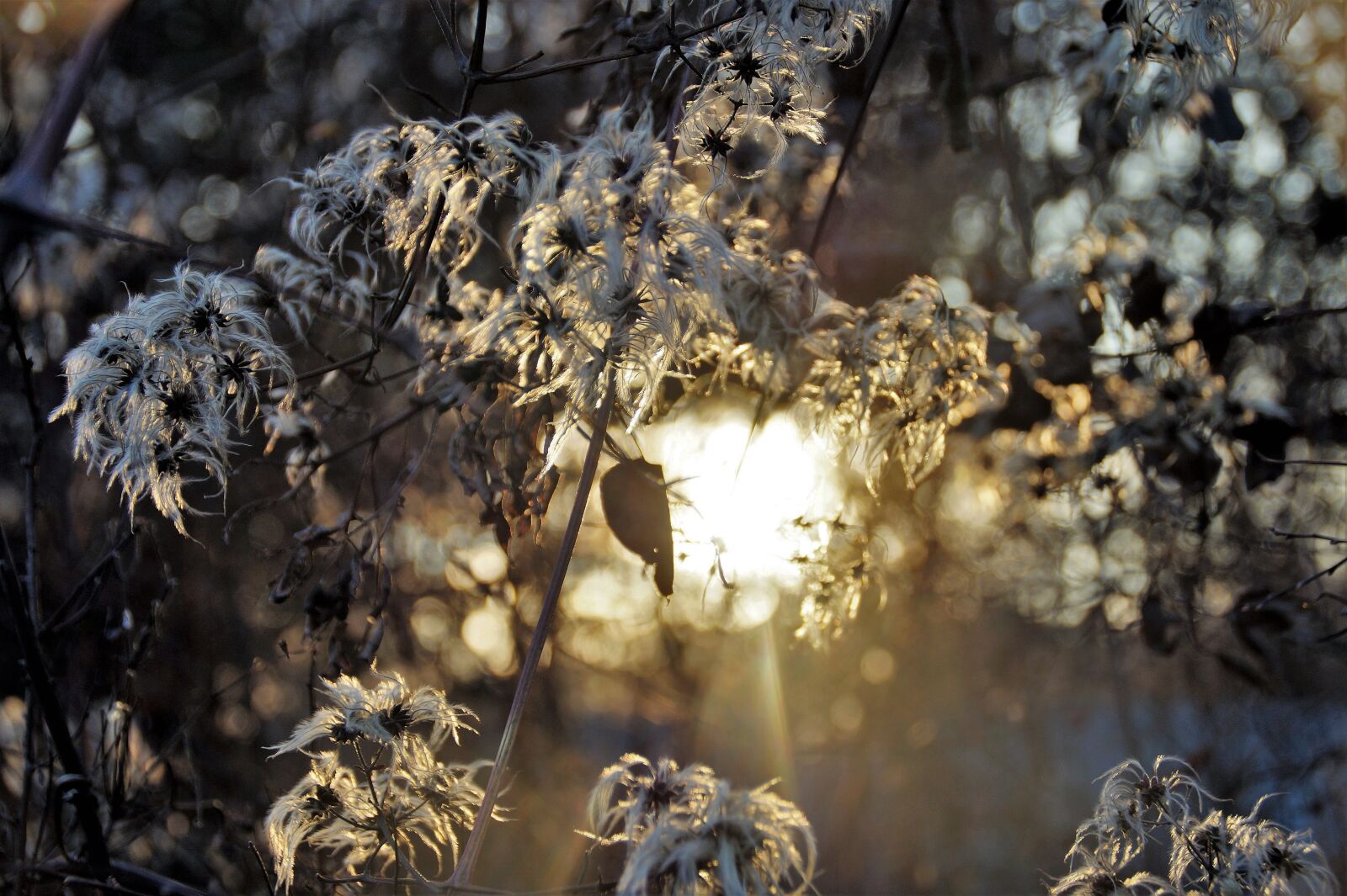 Sony SLT-A58 sample photo. Shine through, sun, flowering photography