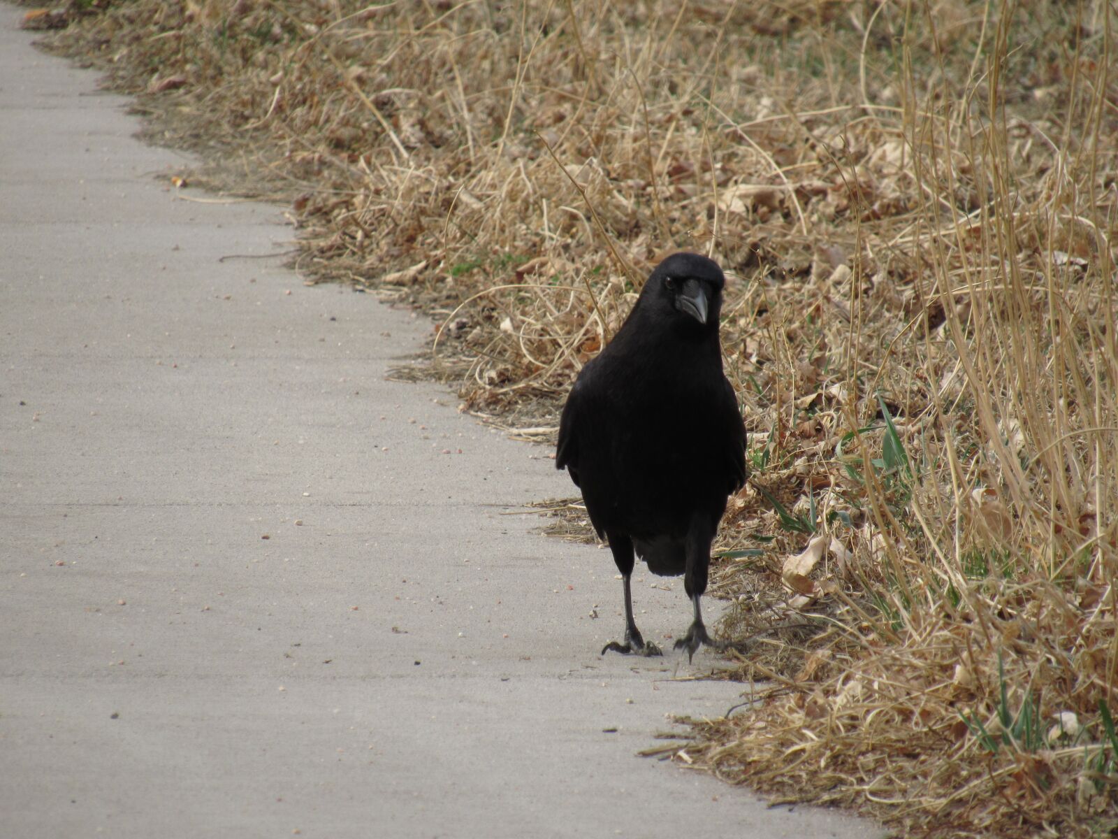 Canon PowerShot SX530 HS sample photo. Crow, raven, bird photography