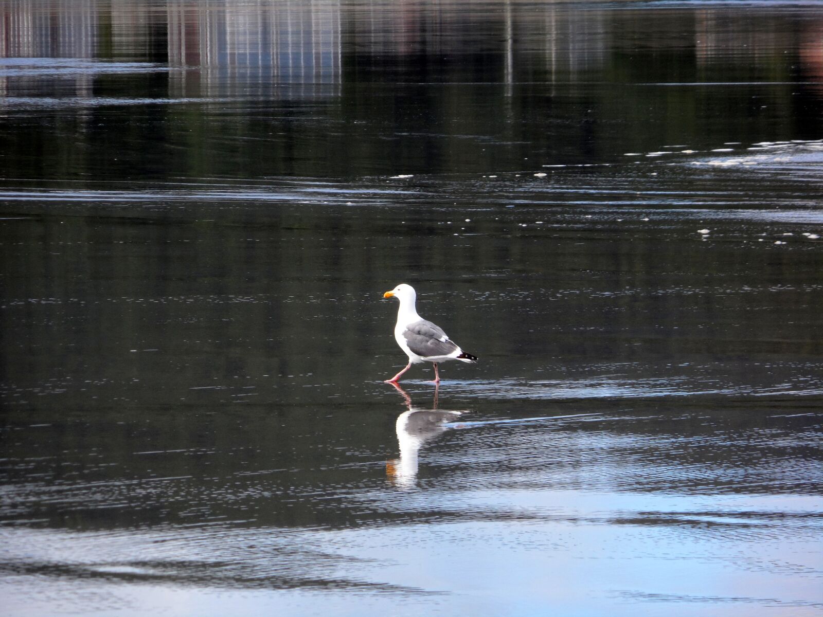 Samsung ST200 / ST200F / ST201 / ST201F / ST205F sample photo. Gull, walking, water photography