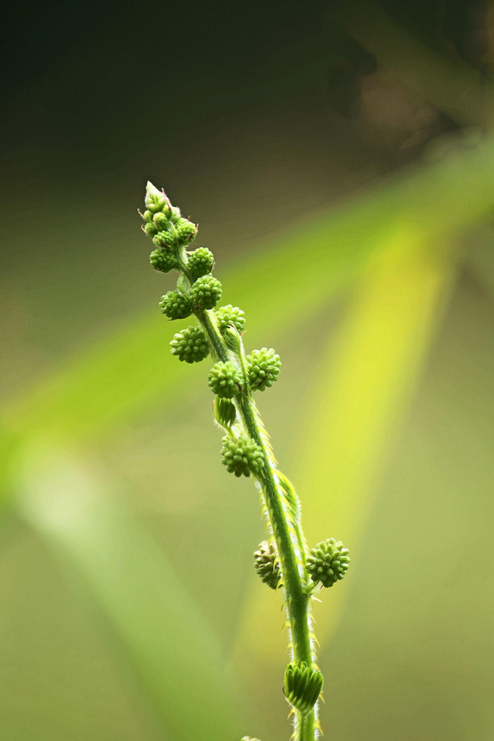 Canon EOS 700D (EOS Rebel T5i / EOS Kiss X7i) sample photo. Agriculture, bloom, blooming, blossom photography