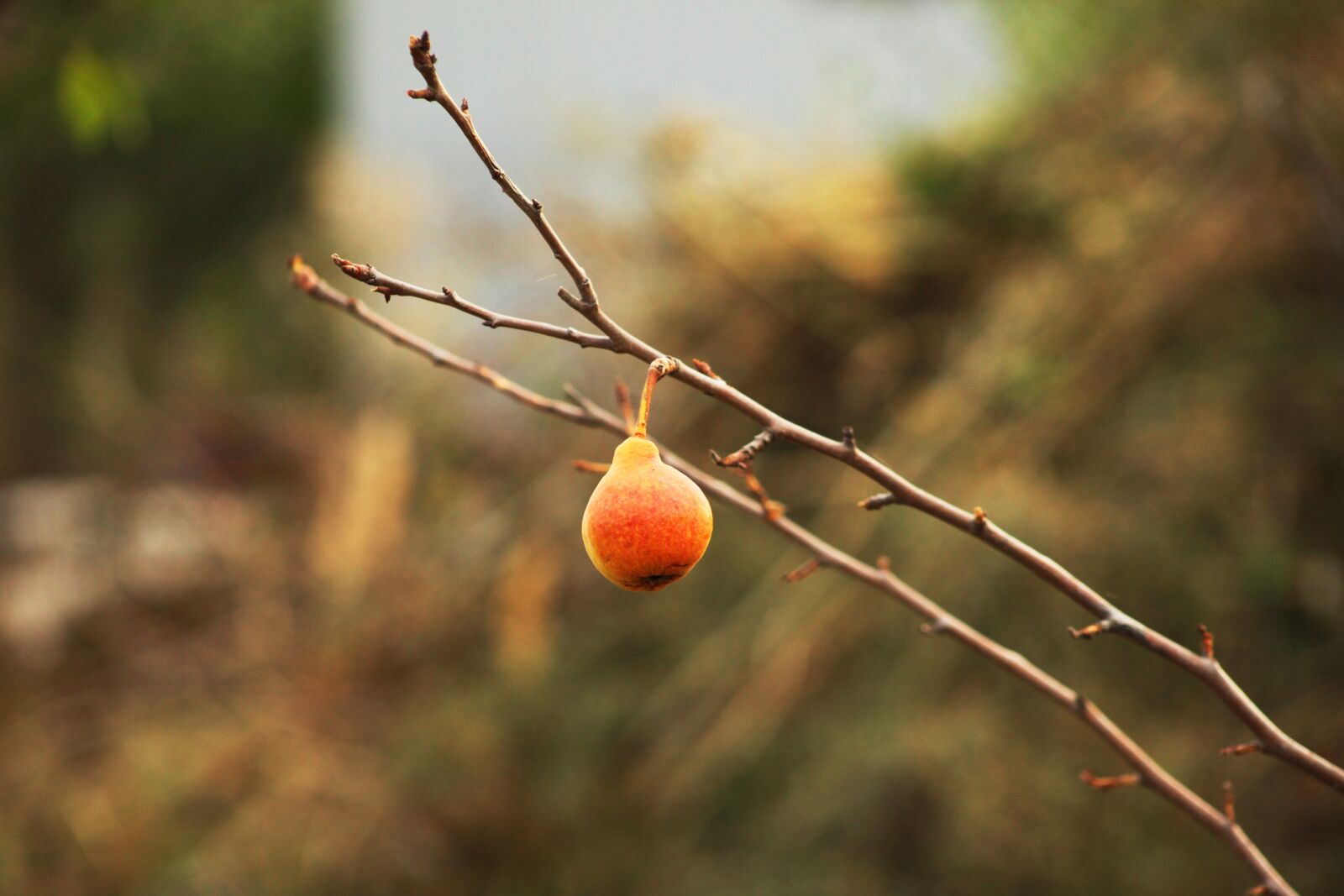 Canon EOS 5D Mark II sample photo. Autumn, pear, harvest photography