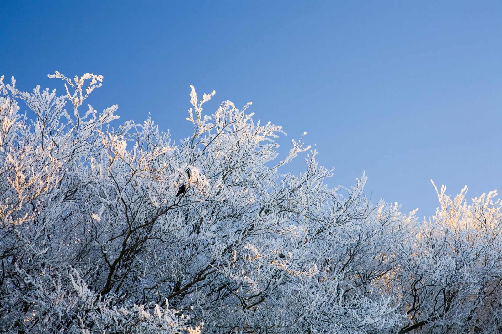 Canon EOS 5D sample photo. Frost, snow, tree photography