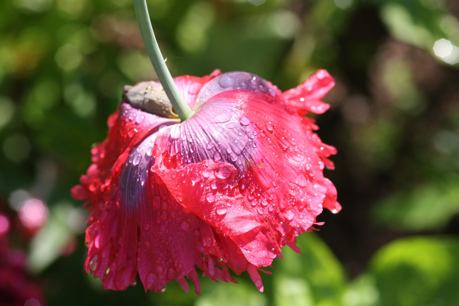 Canon EOS 1000D (EOS Digital Rebel XS / EOS Kiss F) sample photo. Poppy, raindrops, flower photography