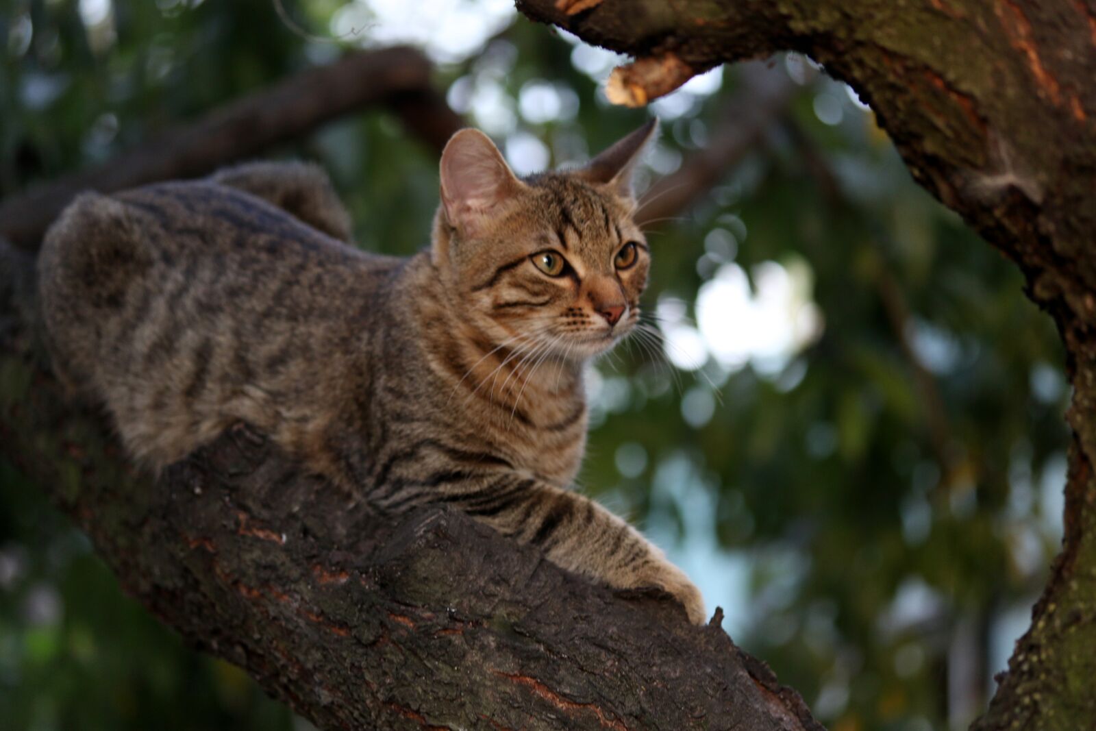 Canon EF-S 60mm F2.8 Macro USM sample photo. Cat, small, cute photography