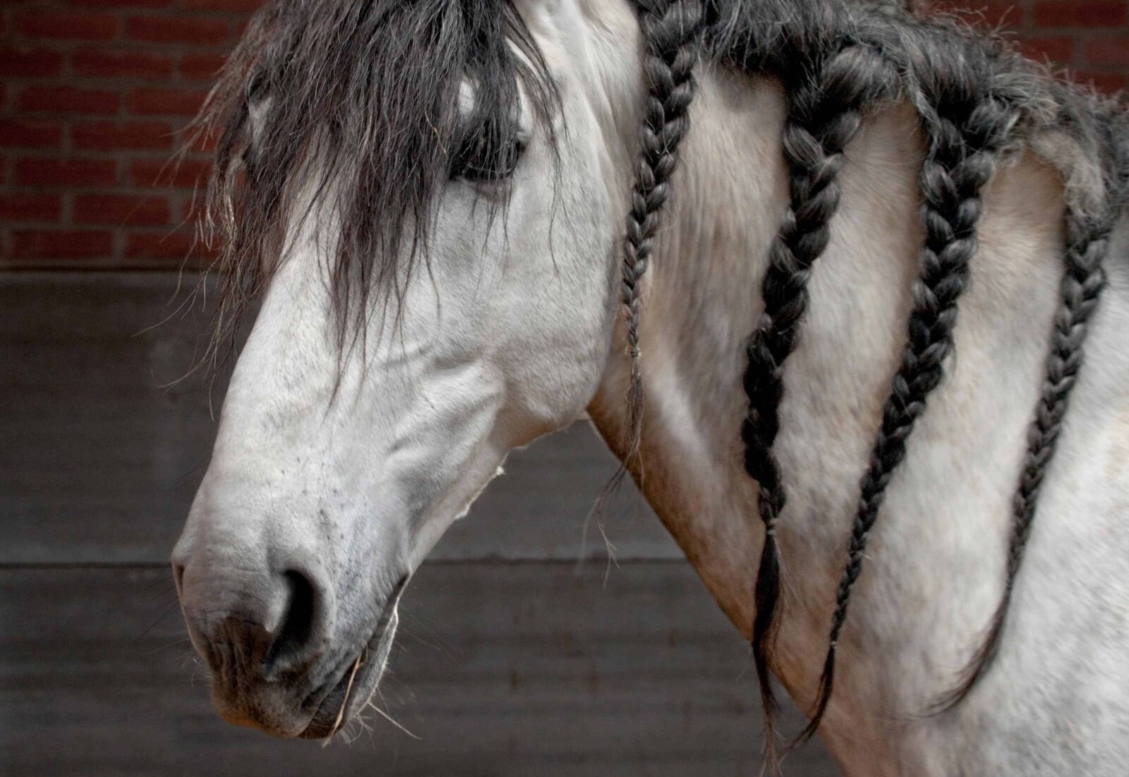 Nikon D300 sample photo. Portrait, white horse, animal photography