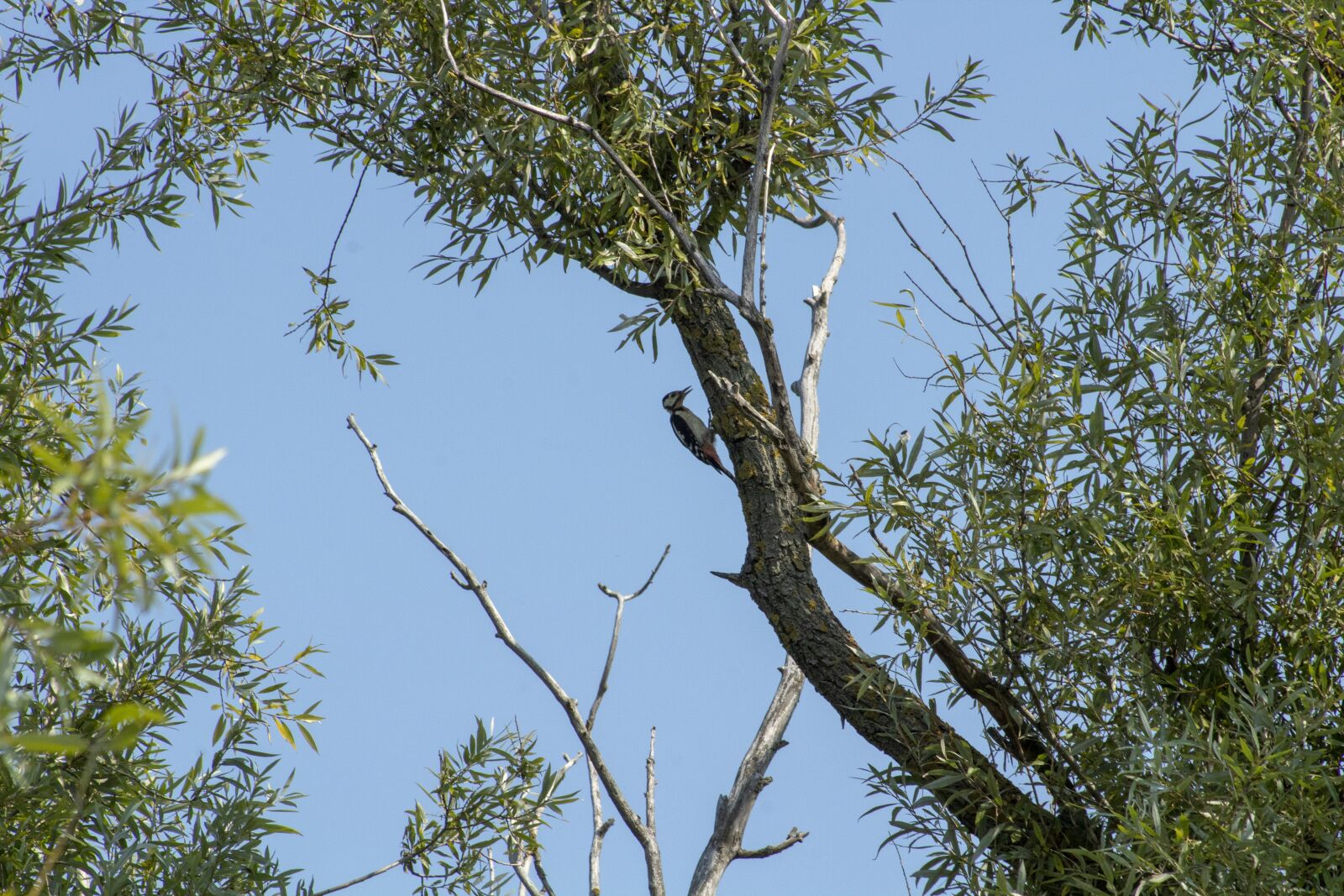 Canon EF75-300mm f/4-5.6 sample photo. Woodpecker, bird, vertebrate photography
