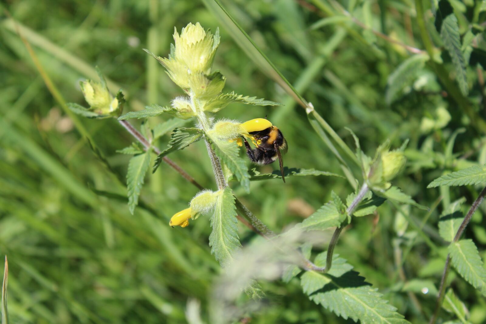 Canon EOS 1300D (EOS Rebel T6 / EOS Kiss X80) sample photo. Hummel, flower, insect photography