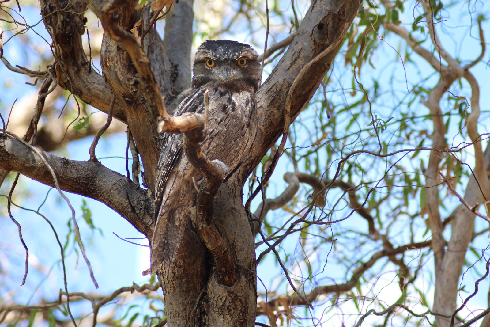 Canon EOS 700D (EOS Rebel T5i / EOS Kiss X7i) sample photo. Tawny frogmouth, nocturnal bird photography