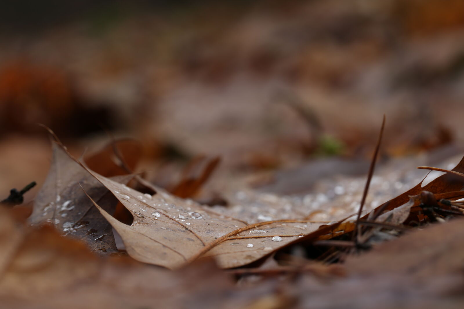 Canon EF 100mm F2.8L Macro IS USM sample photo. Autumn, leaf, leaf photography