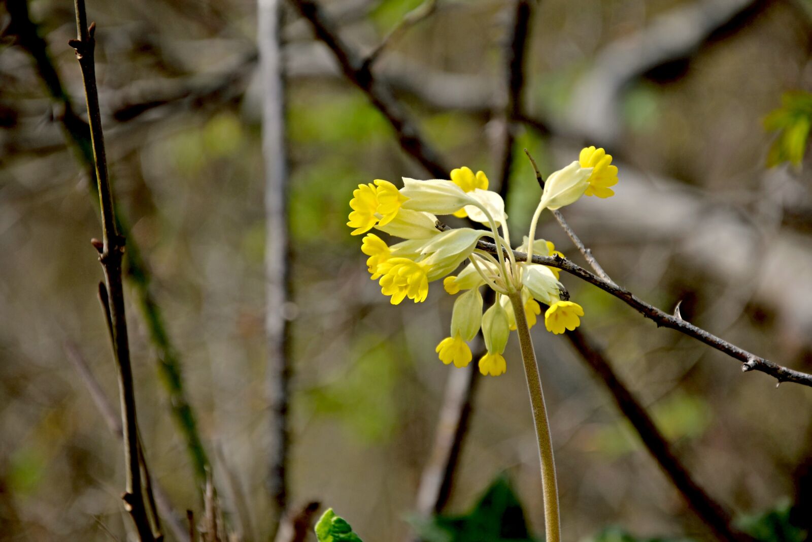 Nikon D3300 sample photo. Cowslip, spring, forest primrose photography