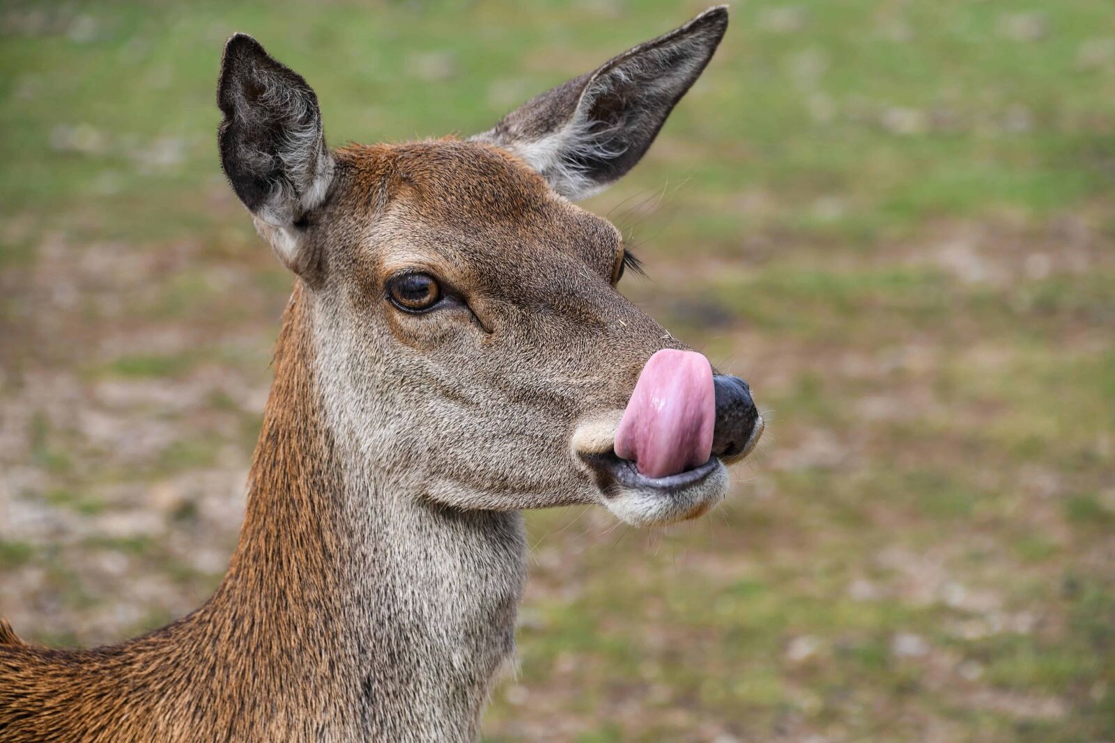 Nikon D500 sample photo. Tongue, animal, deer, wildlife photography