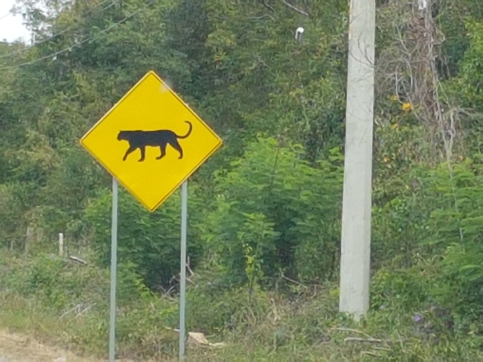 Samsung Galaxy S7 sample photo. Jaguar crossing, sign, cancun photography