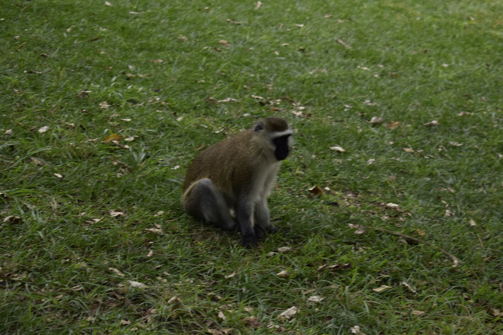 Nikon D3300 sample photo. Monkey, kenyan, animal photography