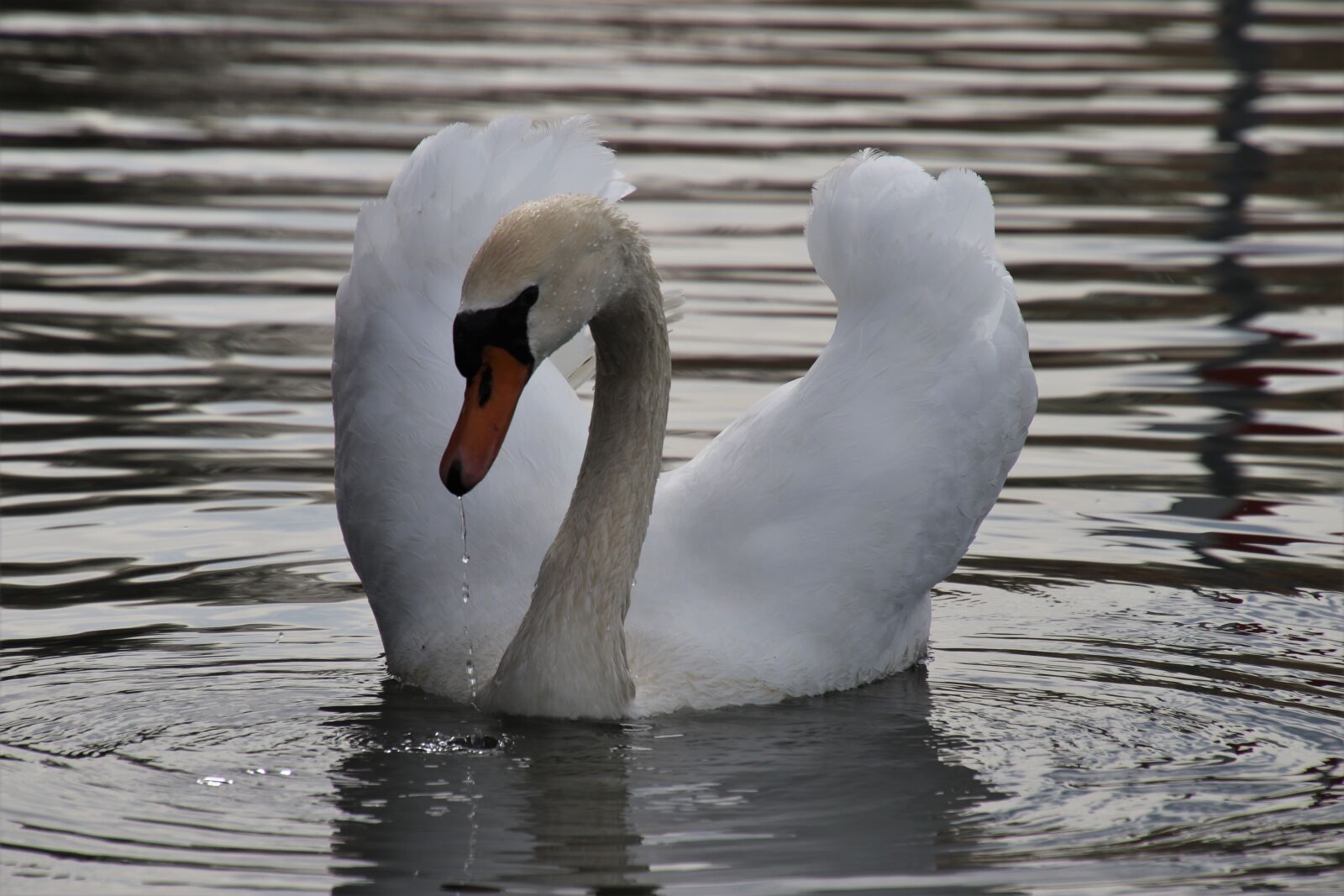 Canon EOS 80D sample photo. Lake, swan, proud photography