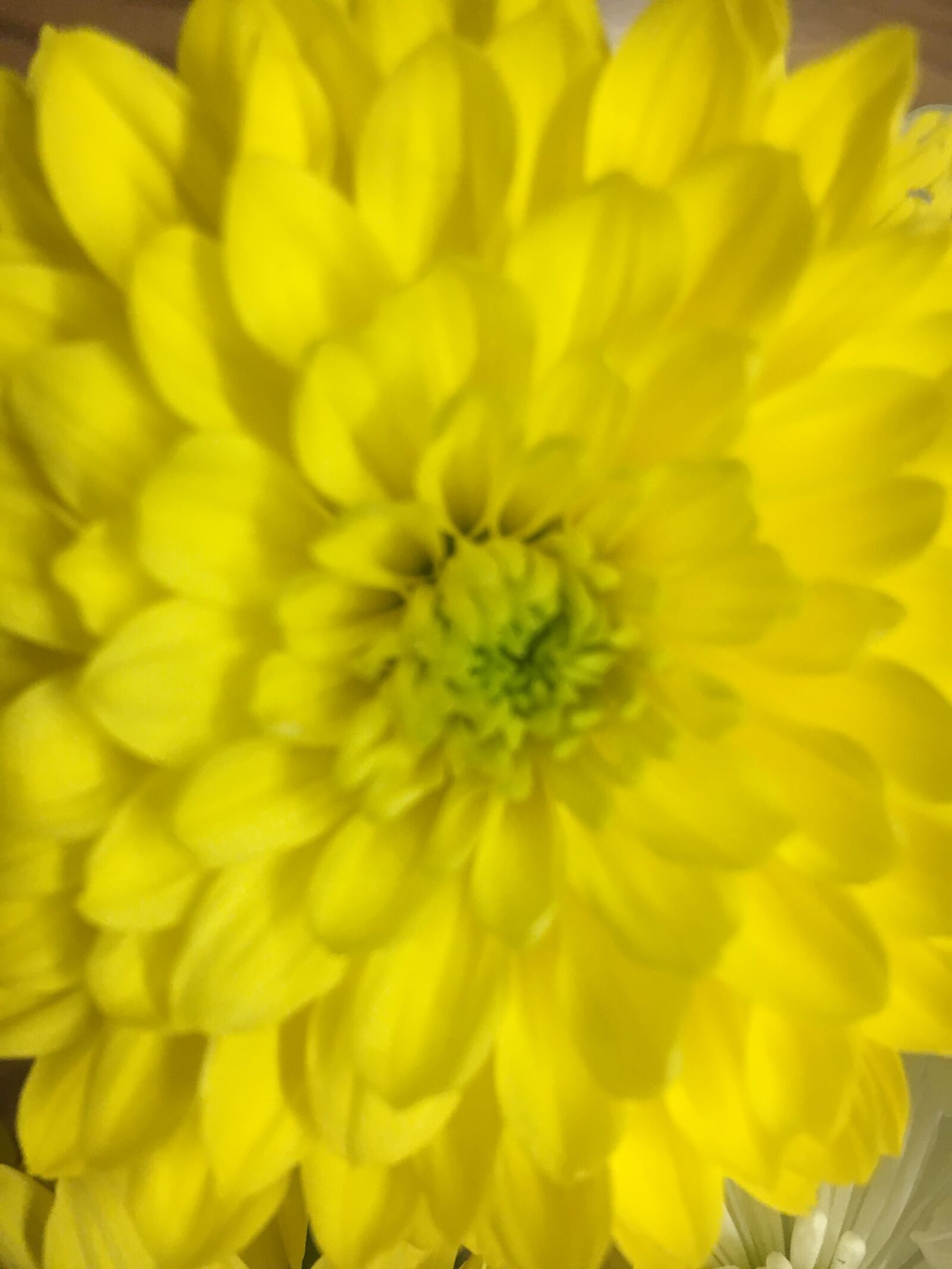iPhone 6s back camera 4.15mm f/2.2 sample photo. Yellow, yellow flower, summer photography