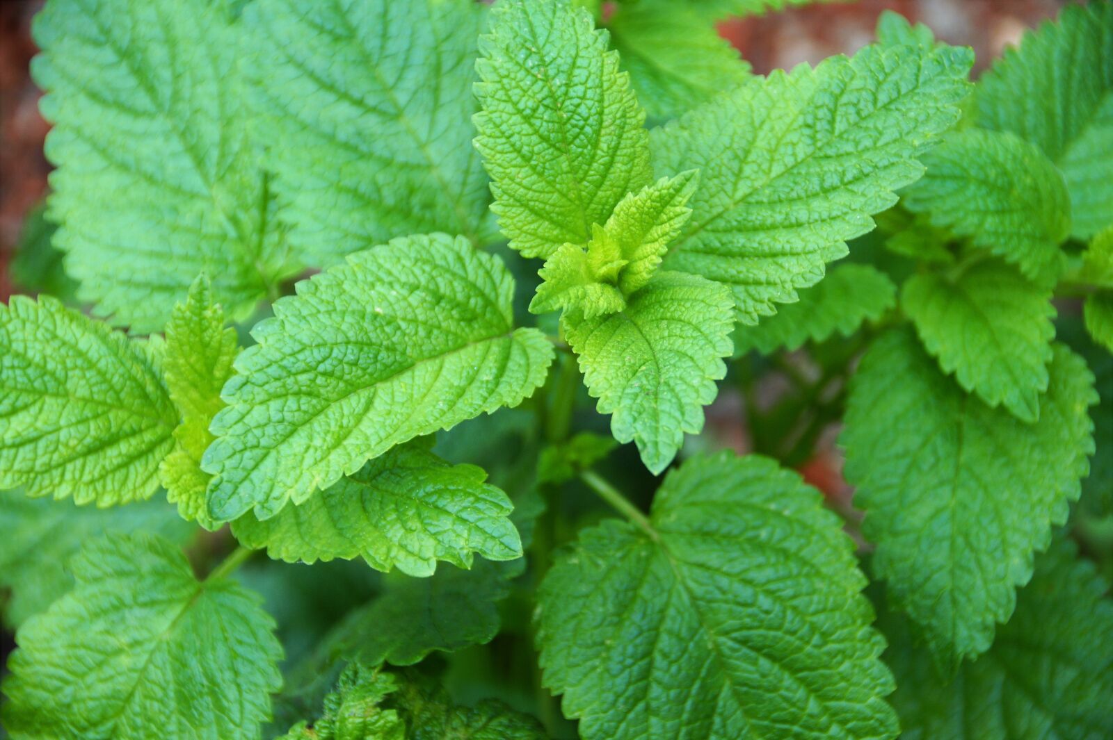 Sony SLT-A58 sample photo. Melissa, healing, herb photography