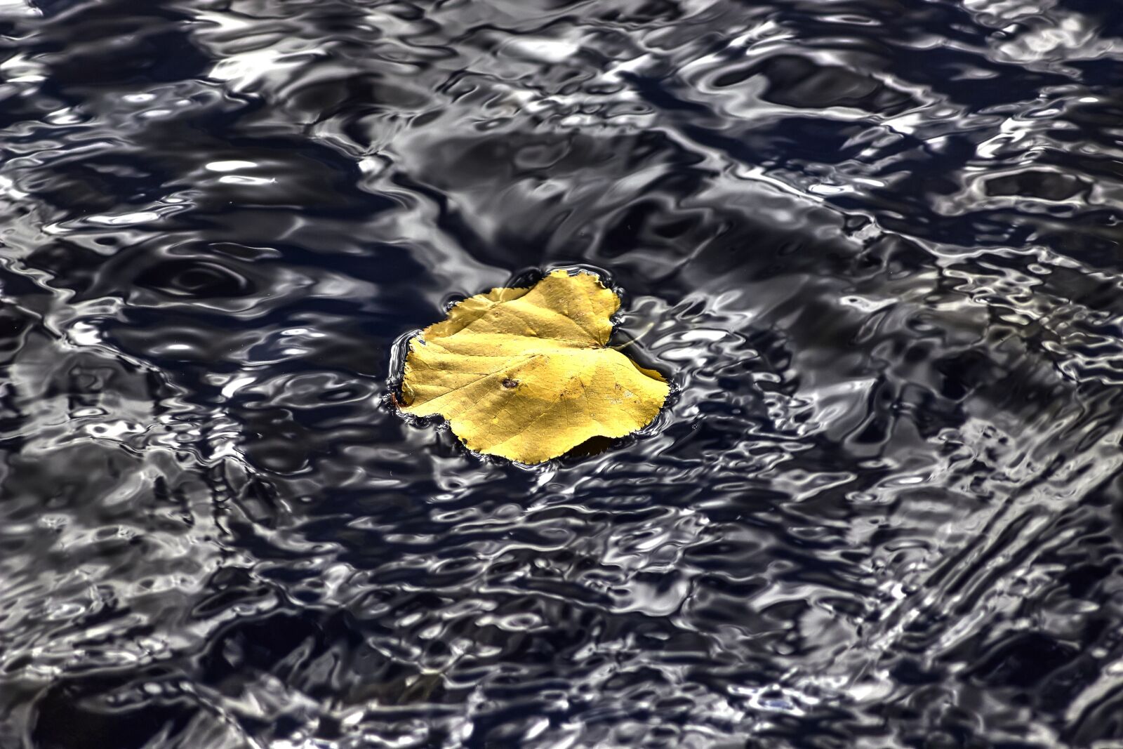 Canon EOS 600D (Rebel EOS T3i / EOS Kiss X5) sample photo. Sheet, water, nature photography