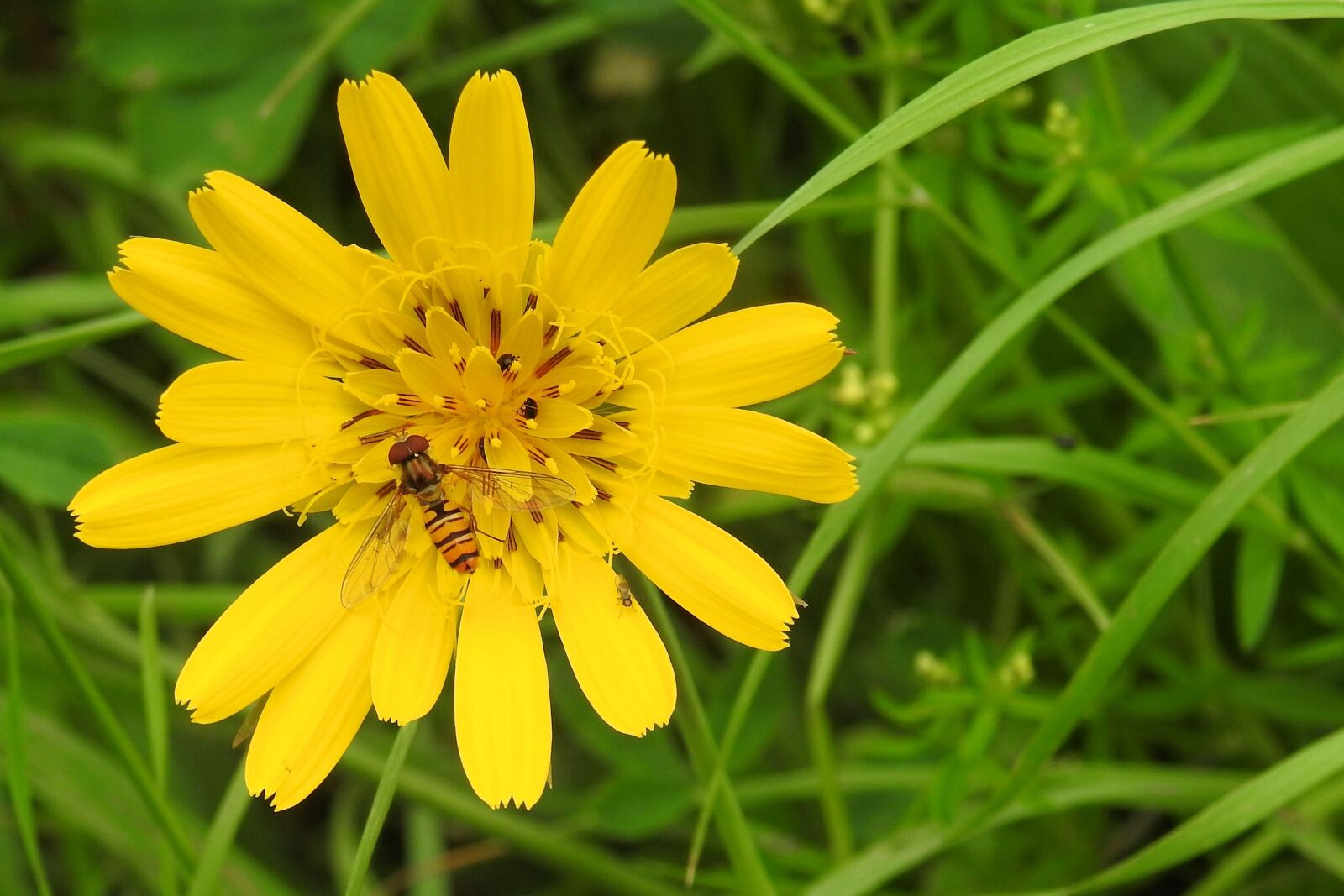 Nikon Coolpix P900 sample photo. Hawkweed, yellow hawkweed, composites photography