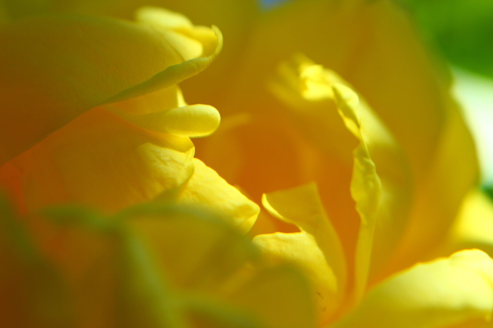 Canon EOS 600D (Rebel EOS T3i / EOS Kiss X5) + Canon EF 50mm F1.8 II sample photo. Rose, yellow flower, spring photography