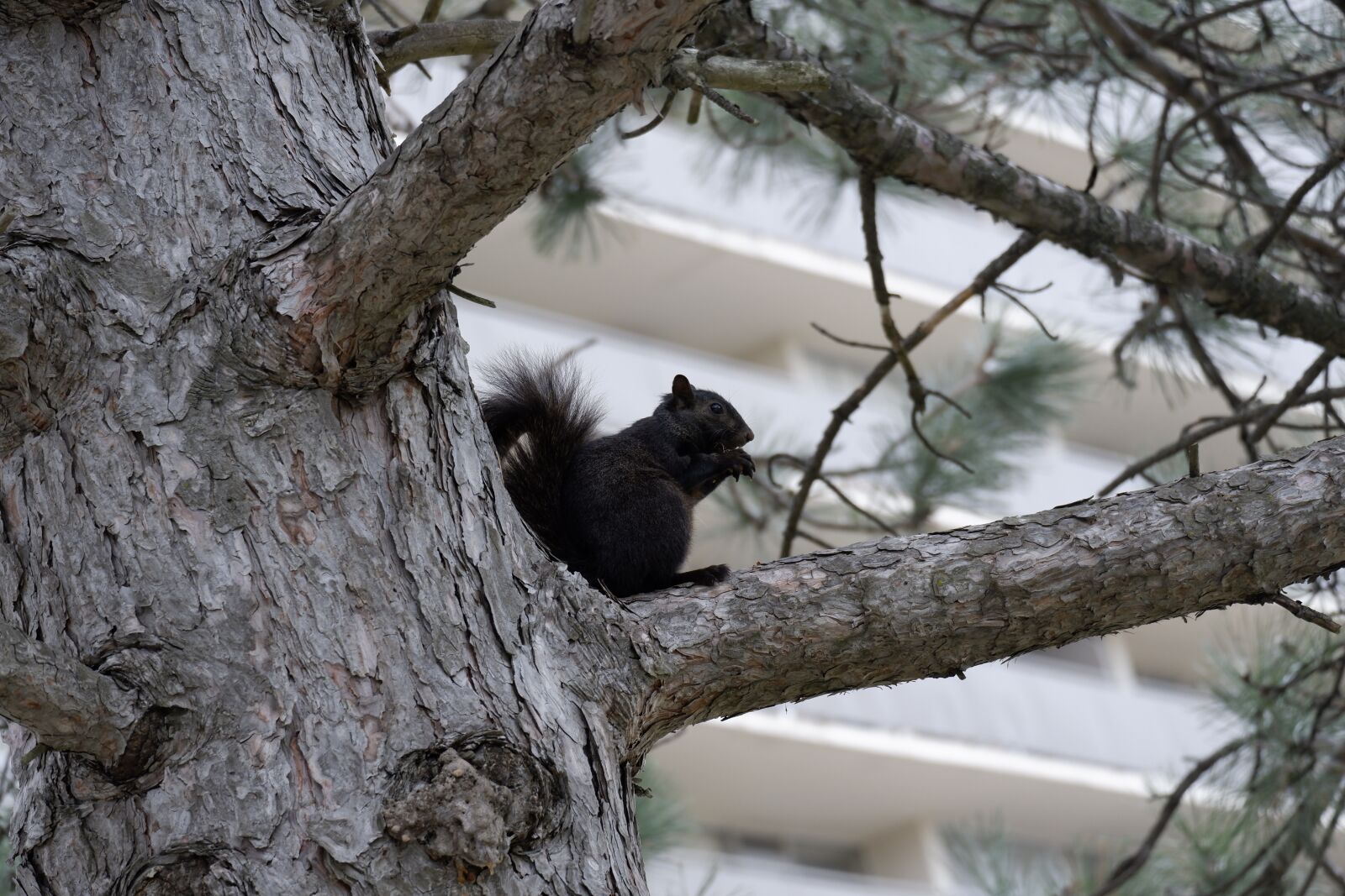 Fujifilm X-A5 sample photo. Nature, pet, the squirrel photography