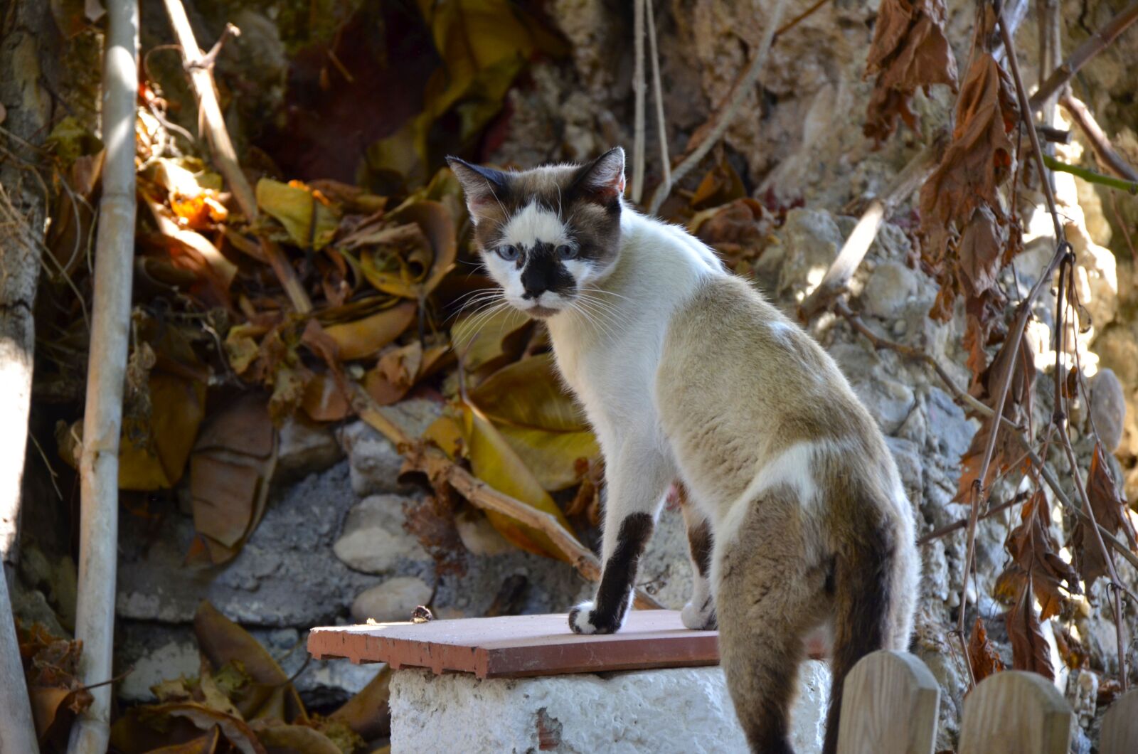 Nikon D7000 sample photo. Nature, animals, at the photography