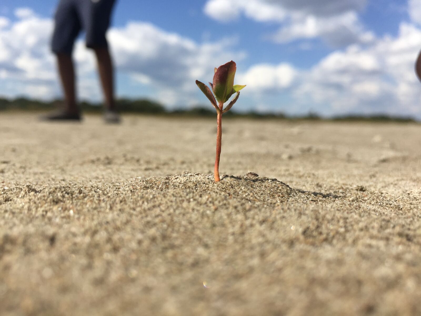 iPhone 6 back camera 4.15mm f/2.2 sample photo. Plant, desert, sand photography