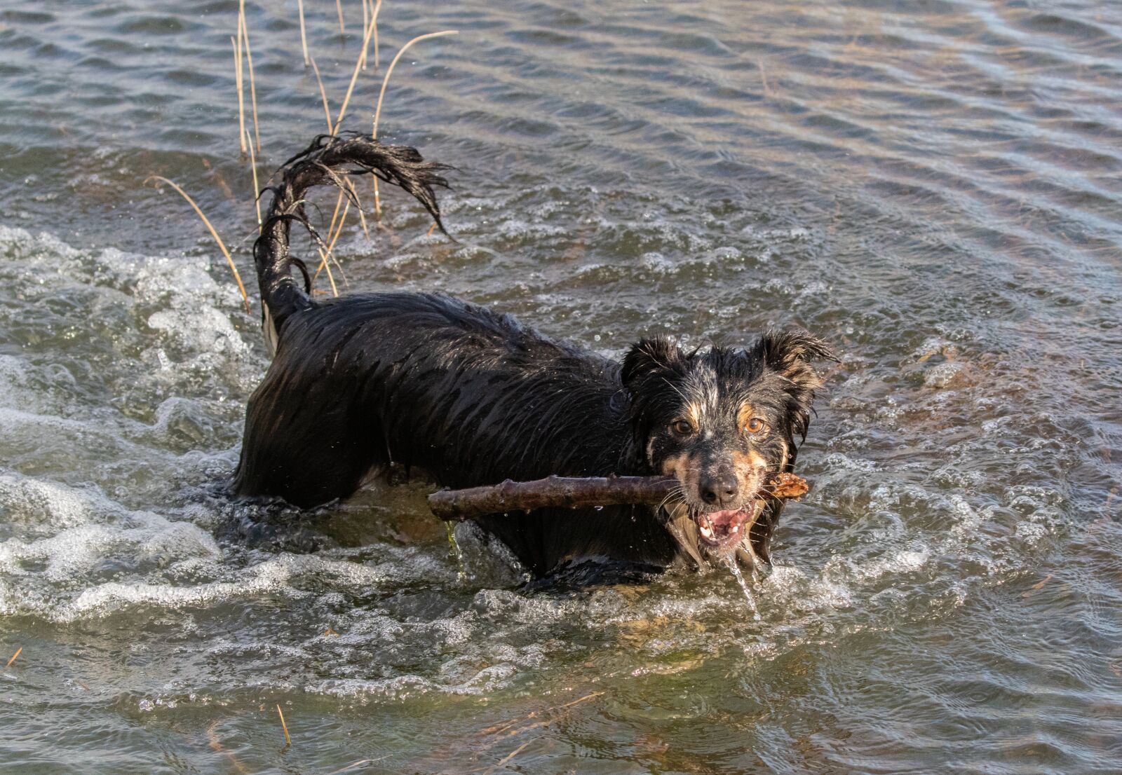 Canon EOS 7D Mark II sample photo. Collie in water, dog photography