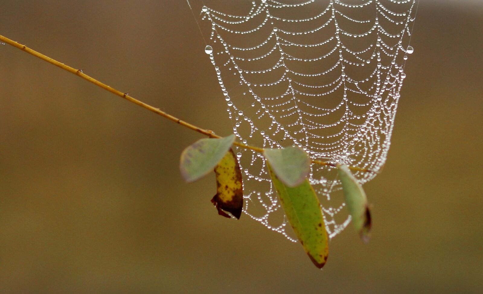 Canon EOS 700D (EOS Rebel T5i / EOS Kiss X7i) + Canon EF 85mm F1.8 USM sample photo. Spider web, drops, dew photography