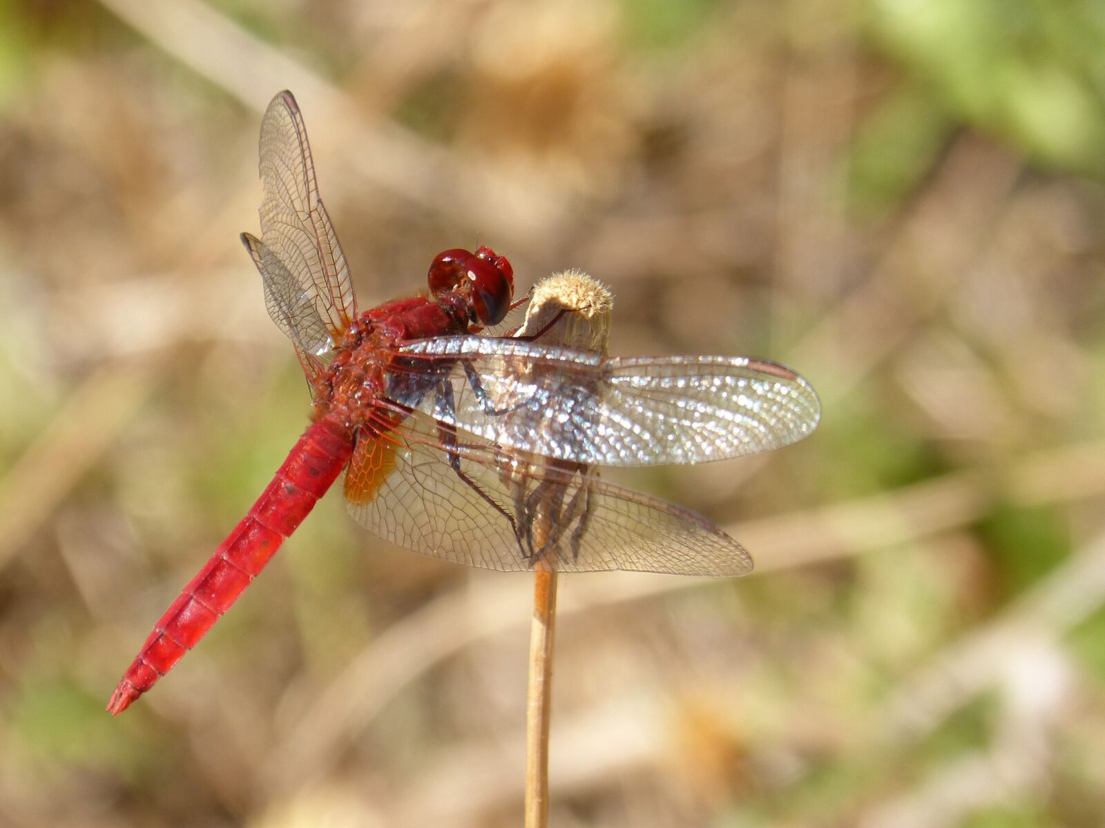 Panasonic DMC-FZ62 sample photo. Dragonfly, red dragonfly, dry photography