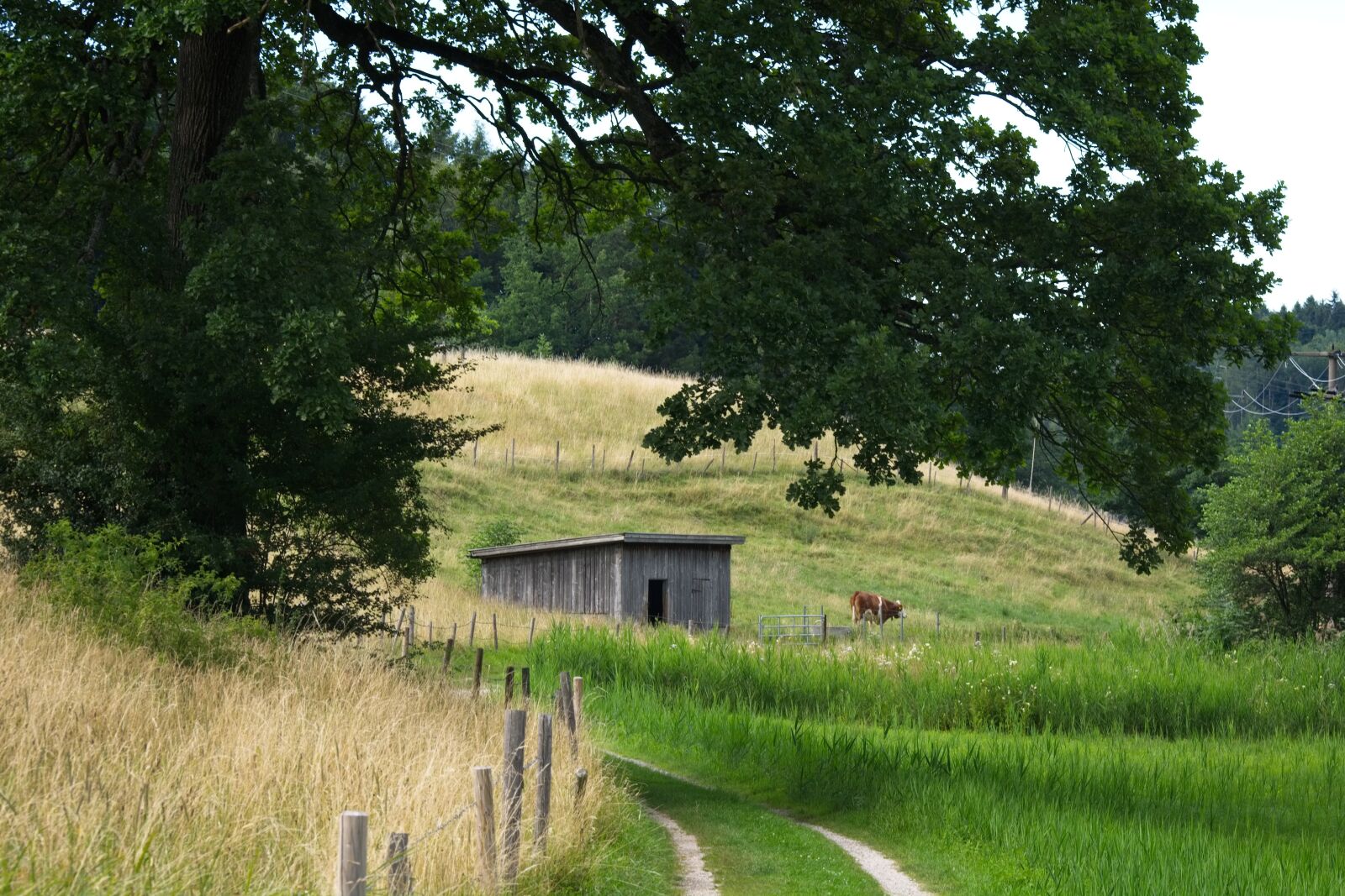 Nikon D7100 sample photo. Away, meadow, pasture photography