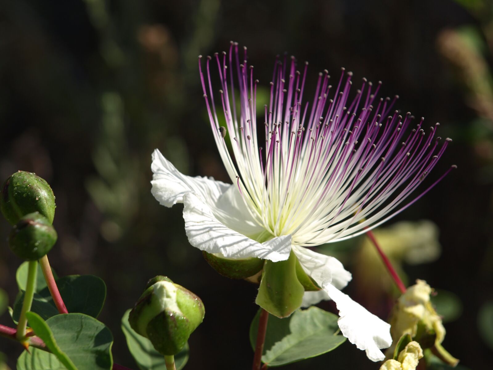Olympus E-510 (EVOLT E-510) sample photo. Flower, caper, plant photography