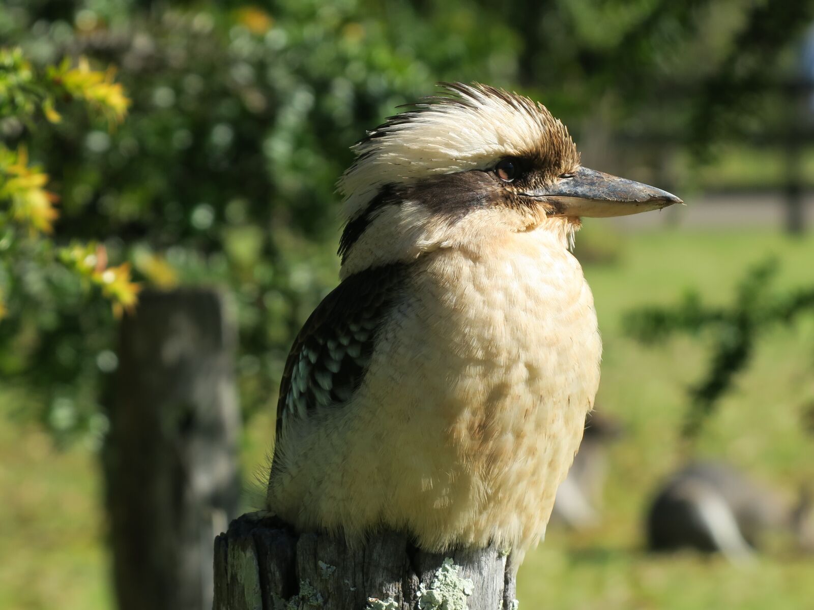 Canon PowerShot G3 X sample photo. Bird, australia, kookaburra photography