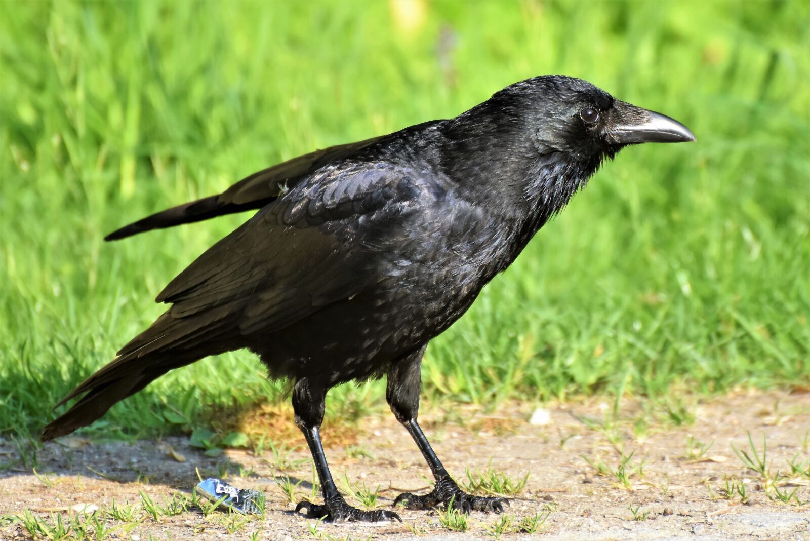 Nikon D7200 sample photo. Raven, raven bird, crow photography