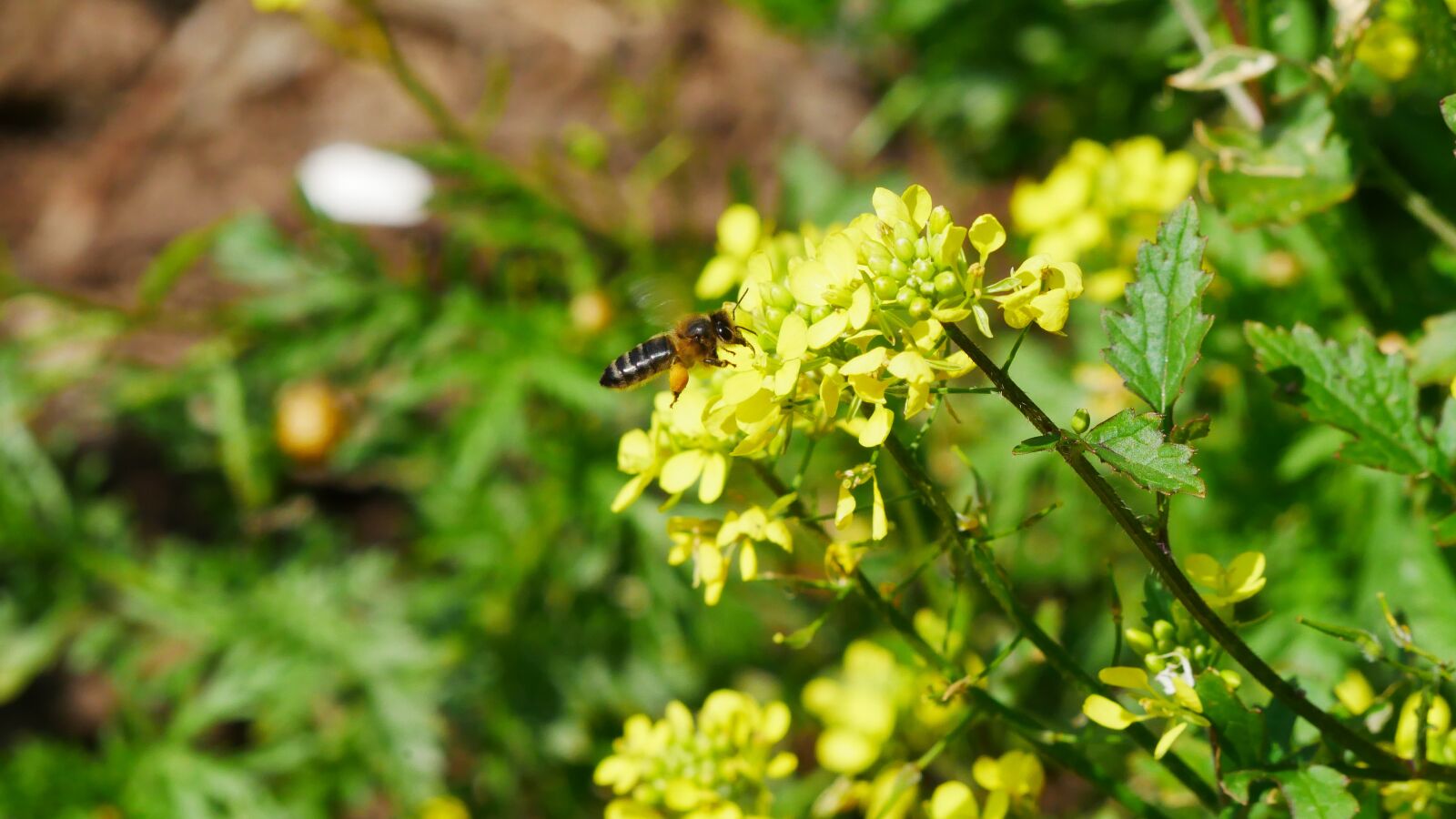 Panasonic Lumix DMC-GX85 (Lumix DMC-GX80 / Lumix DMC-GX7 Mark II) sample photo. Flower, blossom, bloom photography