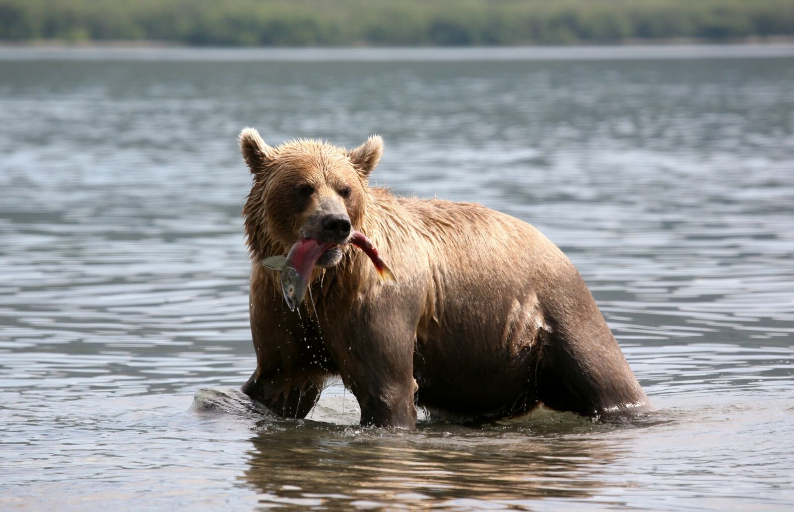 Canon EOS 5D sample photo. Brown bear, predator, wild photography